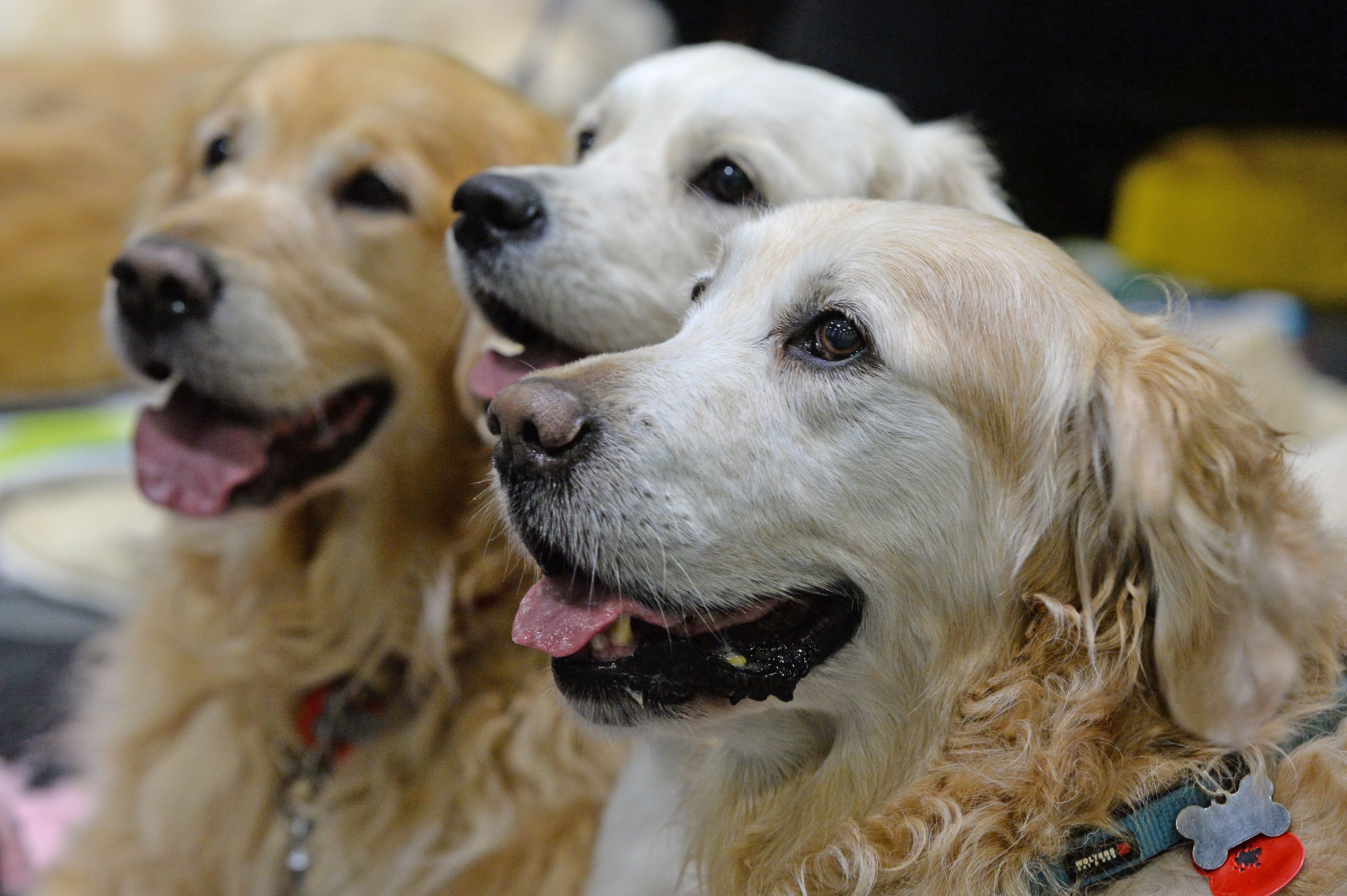 Pets in lets:  Everything you need to know about the new ‘legal right’ for animal-loving renters