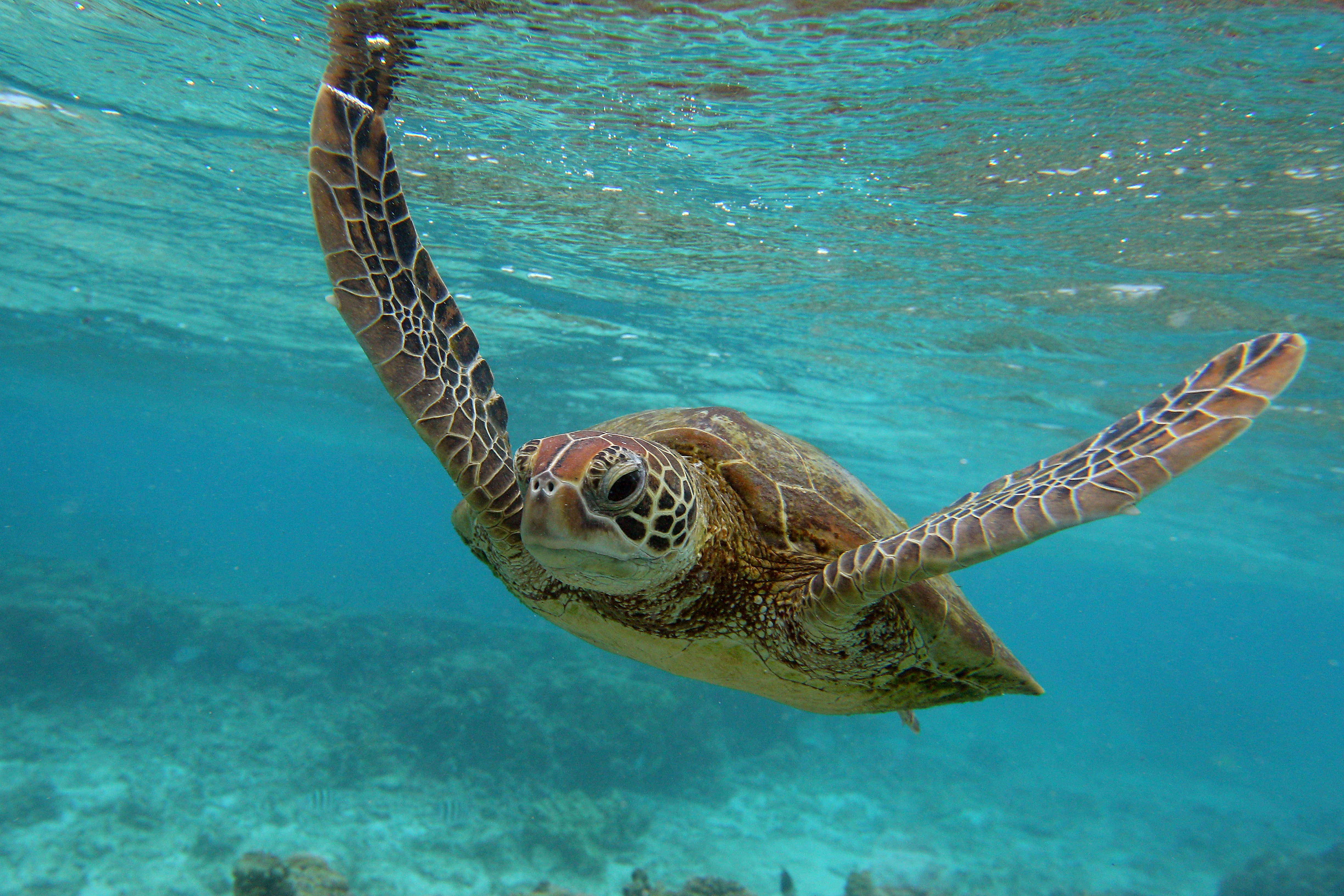 Tech & Science Daily podcast: High Seas treaty to save ocean life
