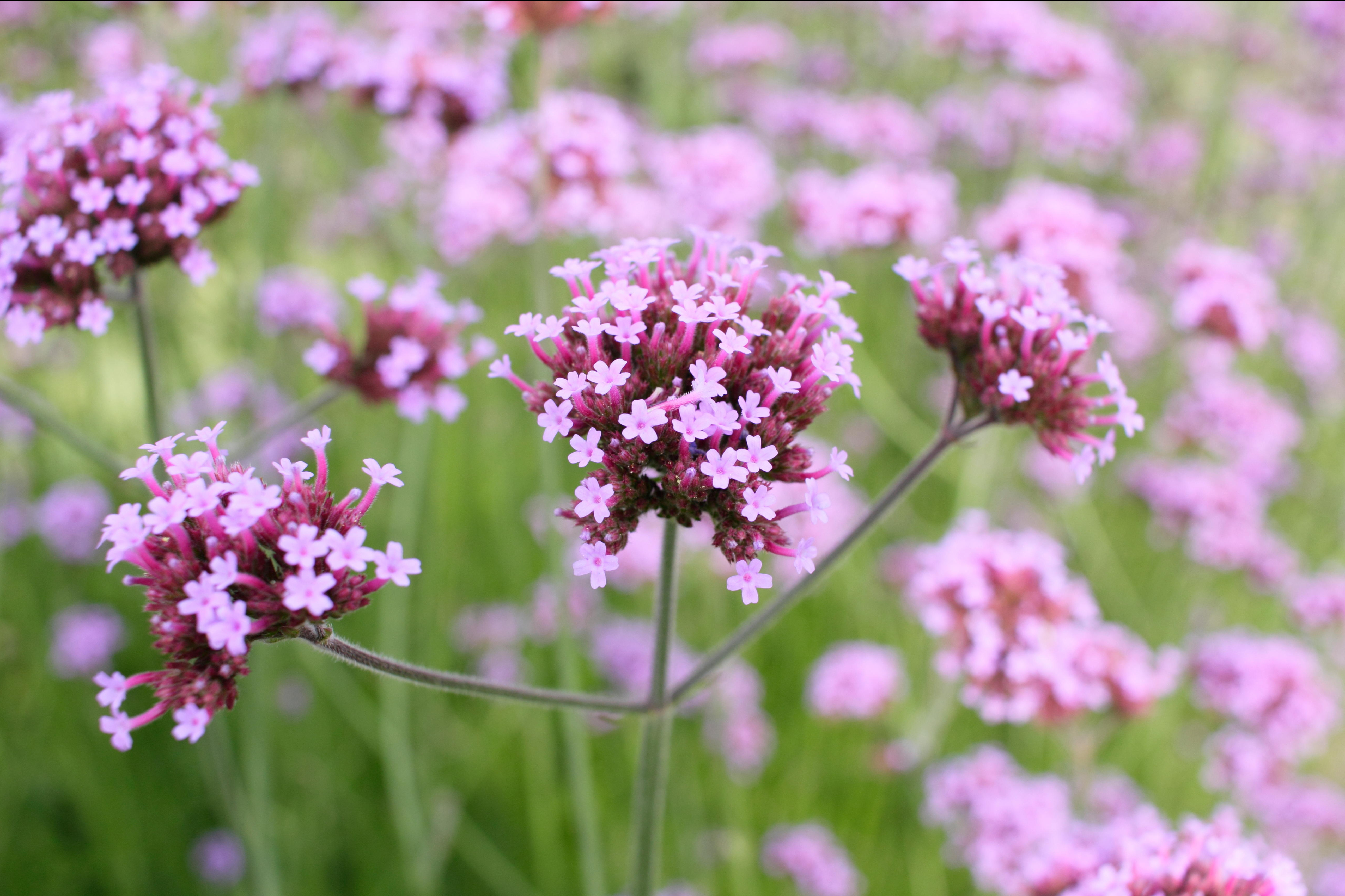 British Flowers Week: Top tips for buying locally-grown, seasonal flowers —  where to source them and what to ask for