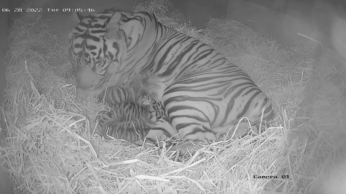 10-year-old Gaysha with her three healthy cubs