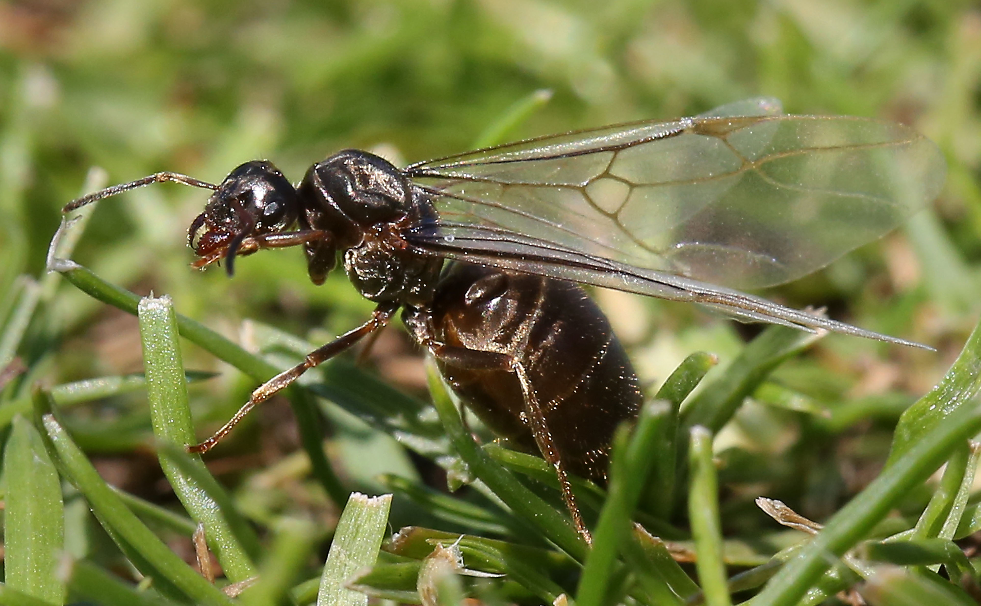 Flying ant in the grass