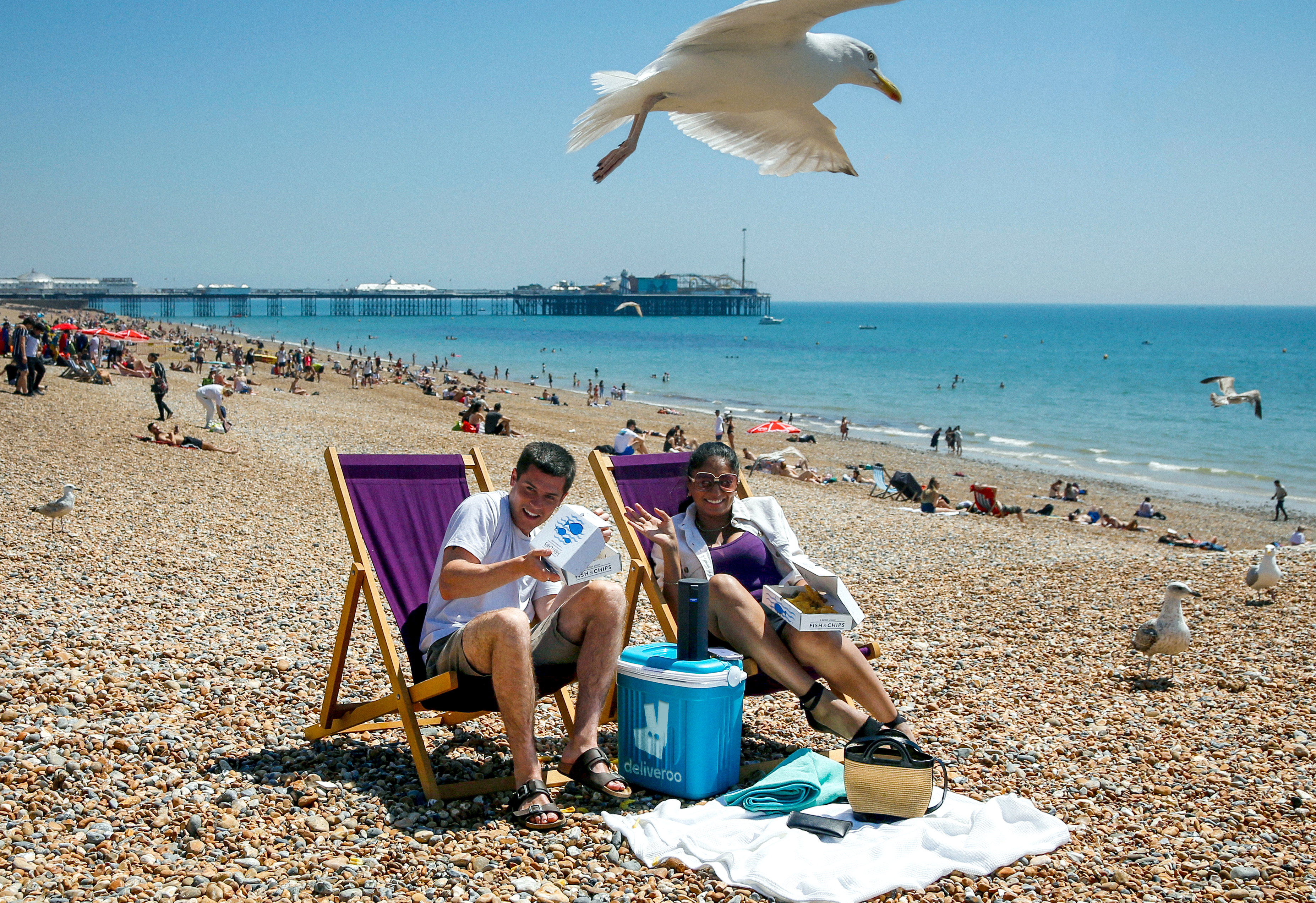 Sandwich shop to offer ‘insurance’ after seagulls rob toasties