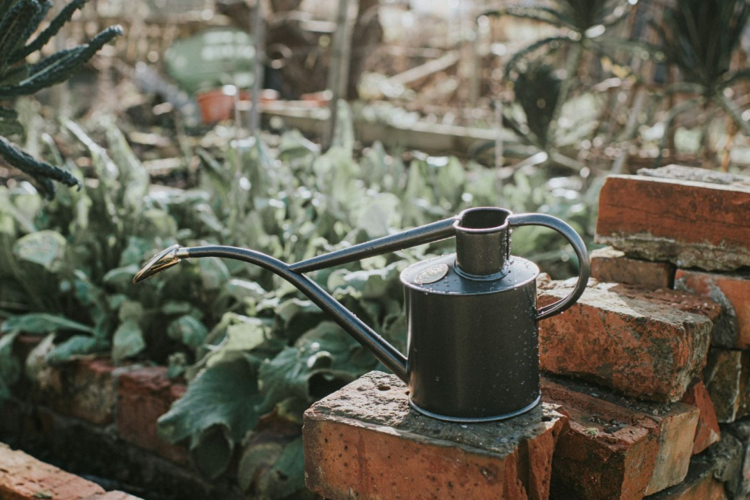 How to water your garden in a heatwave: tips for saving water while keeping plants alive