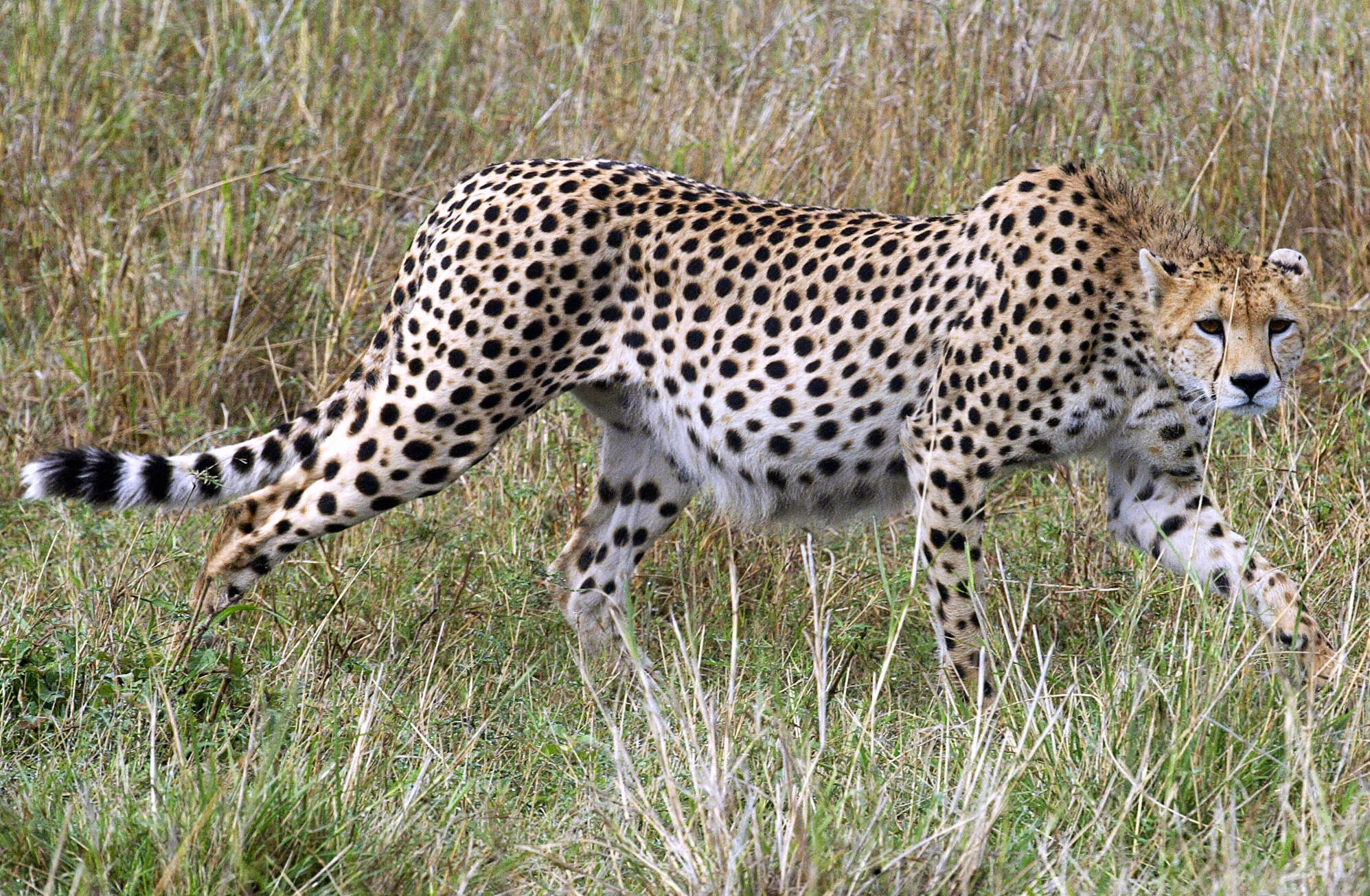A Cheetah prowls in the Maasai Mara, app