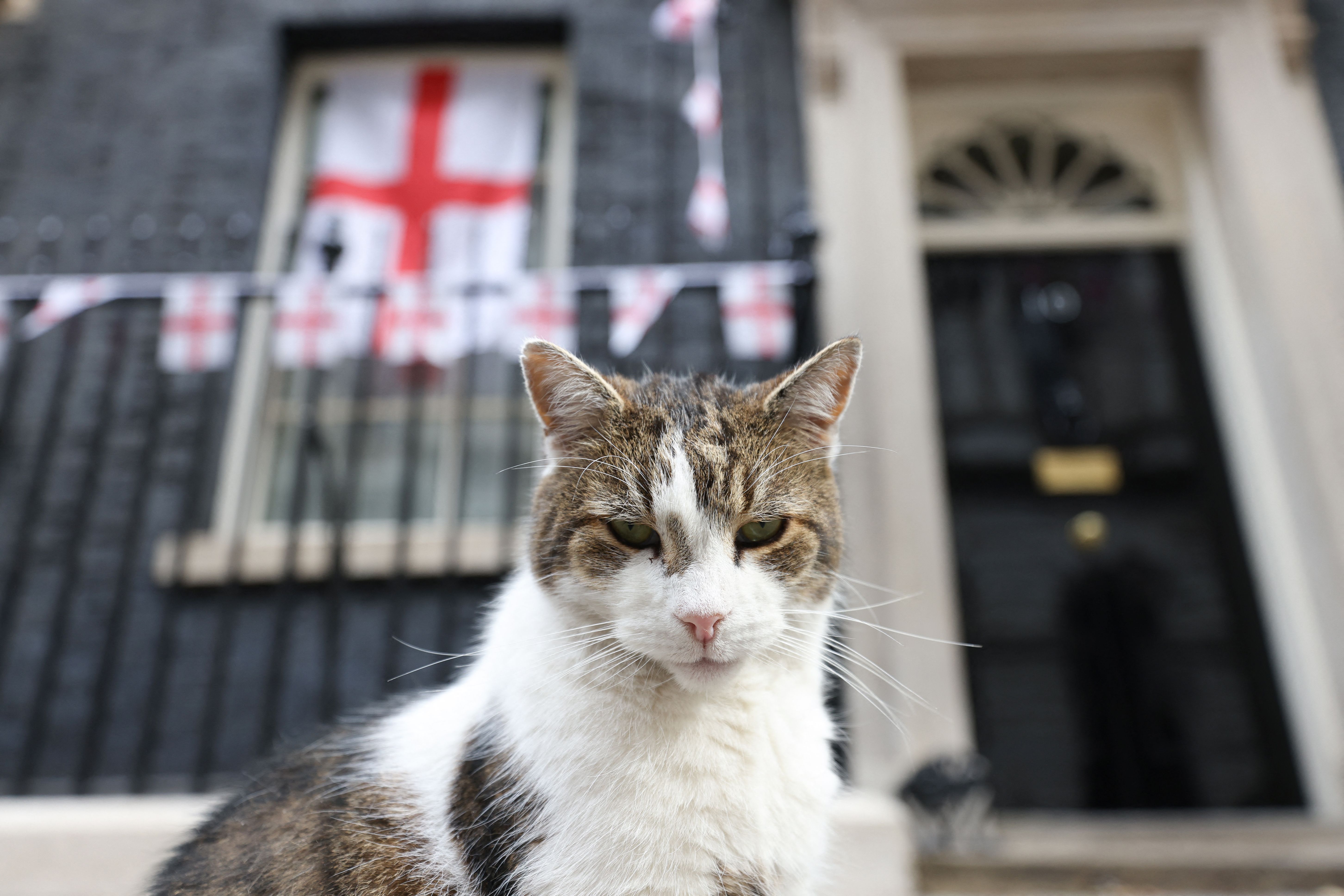 Larry the cat