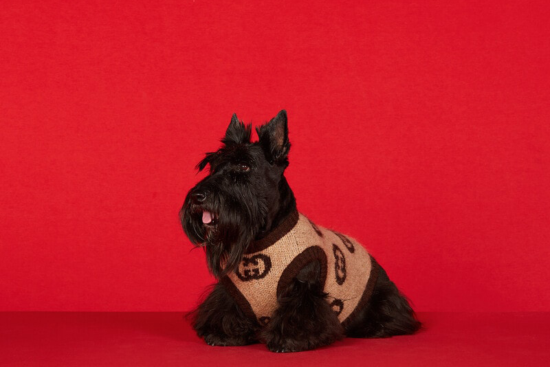 Best dog clothing: Cute accessories for your precious pooch 