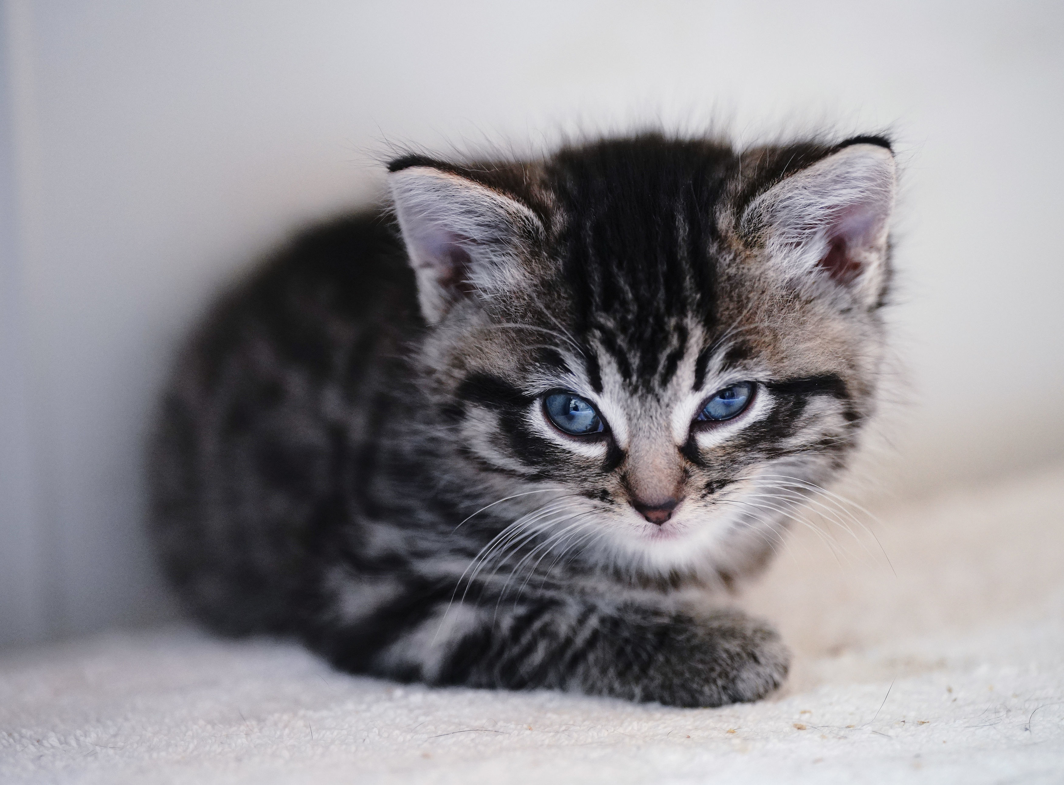 RSPCA Animal Rehoming centre - Uxbridge