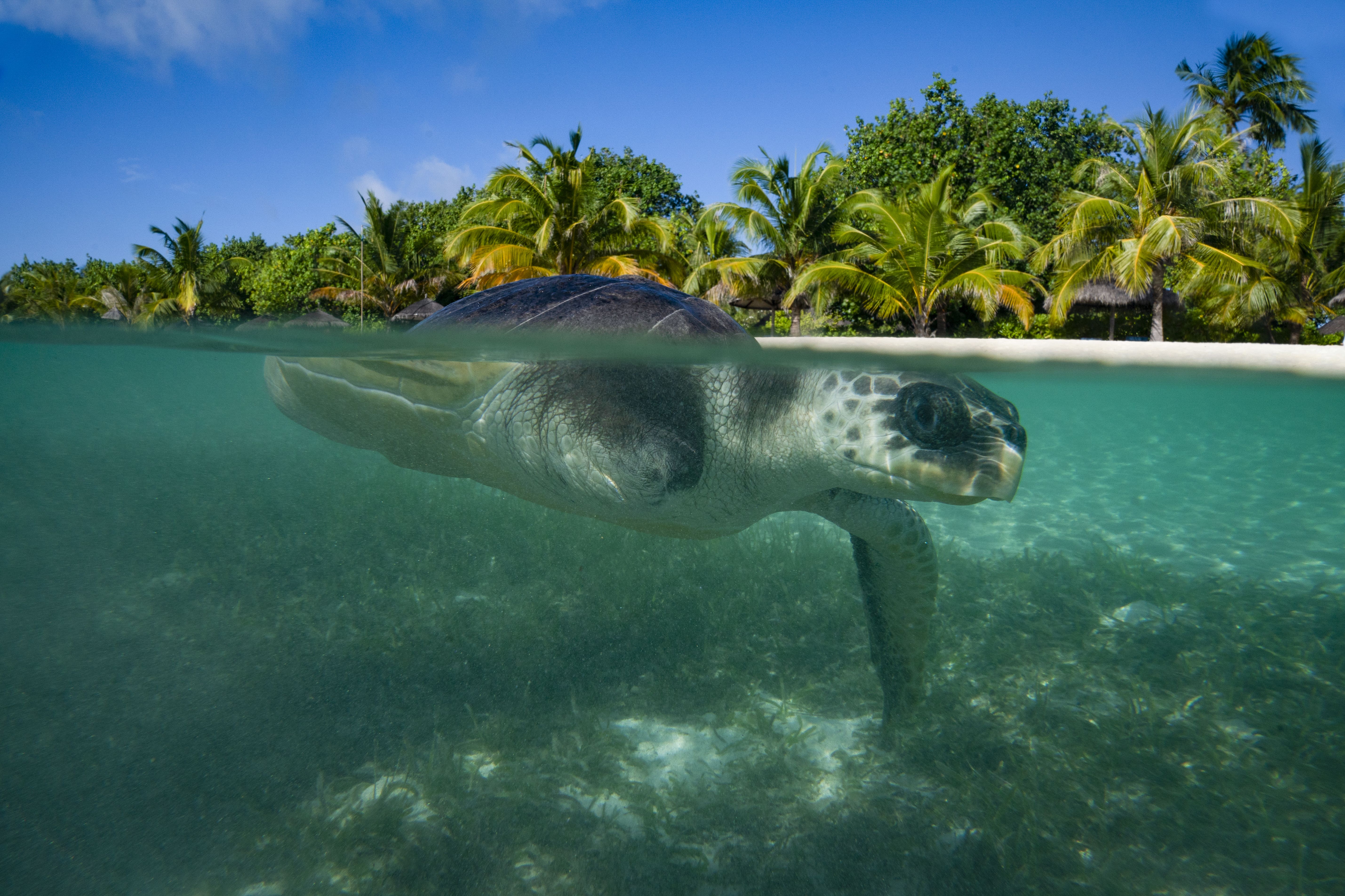 Robotic sea turtle designed to save endangered hatchlings