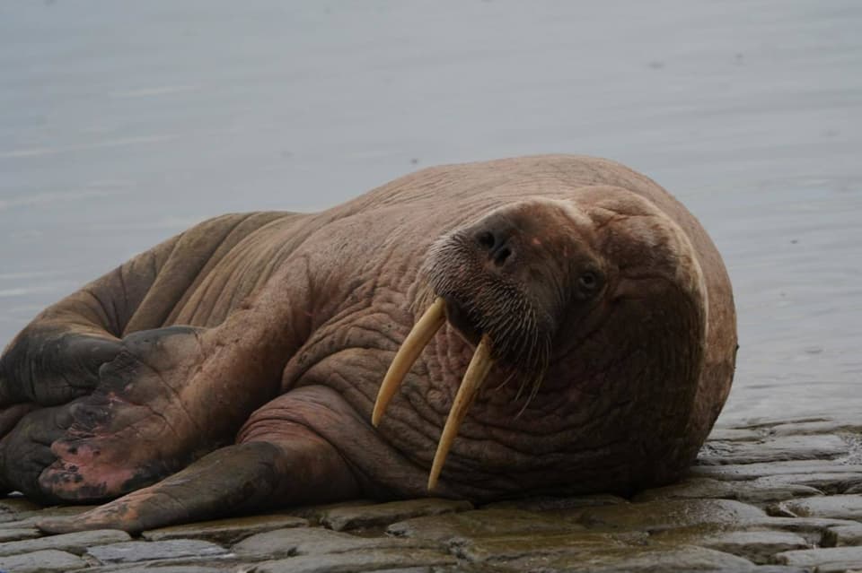 Walrus at Scarborough Harbour