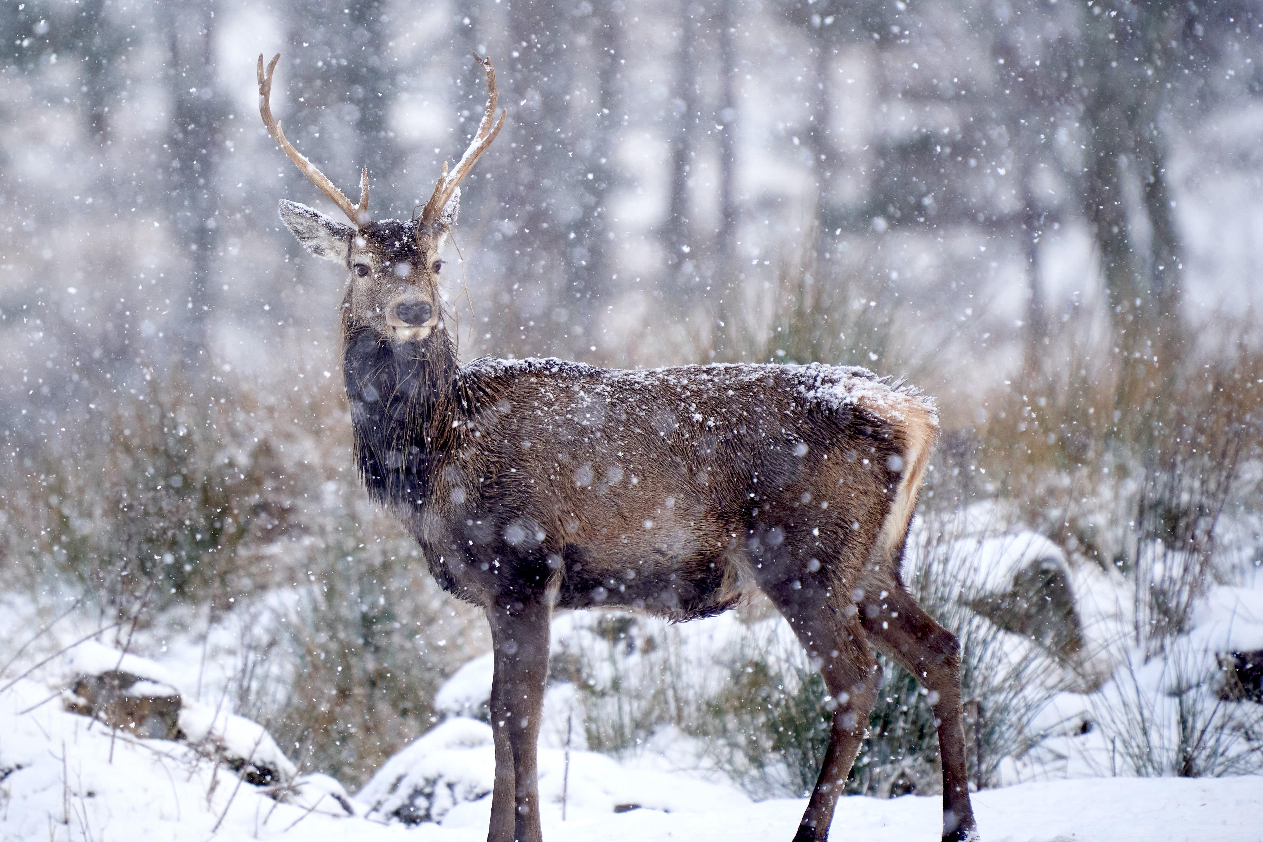 Nature group and Highland community clash over deer cull