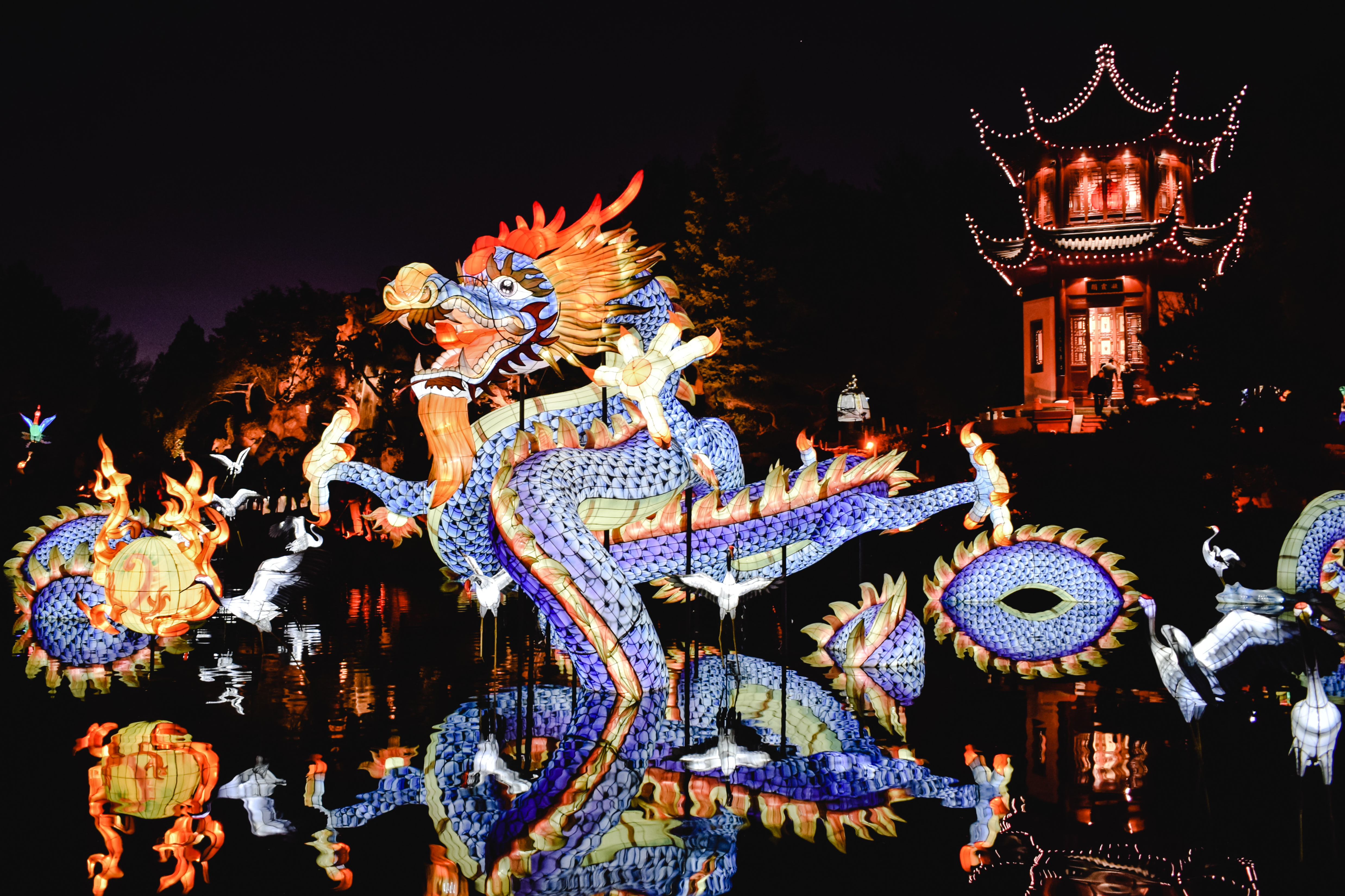 Chinese new year celebrations with dragon 