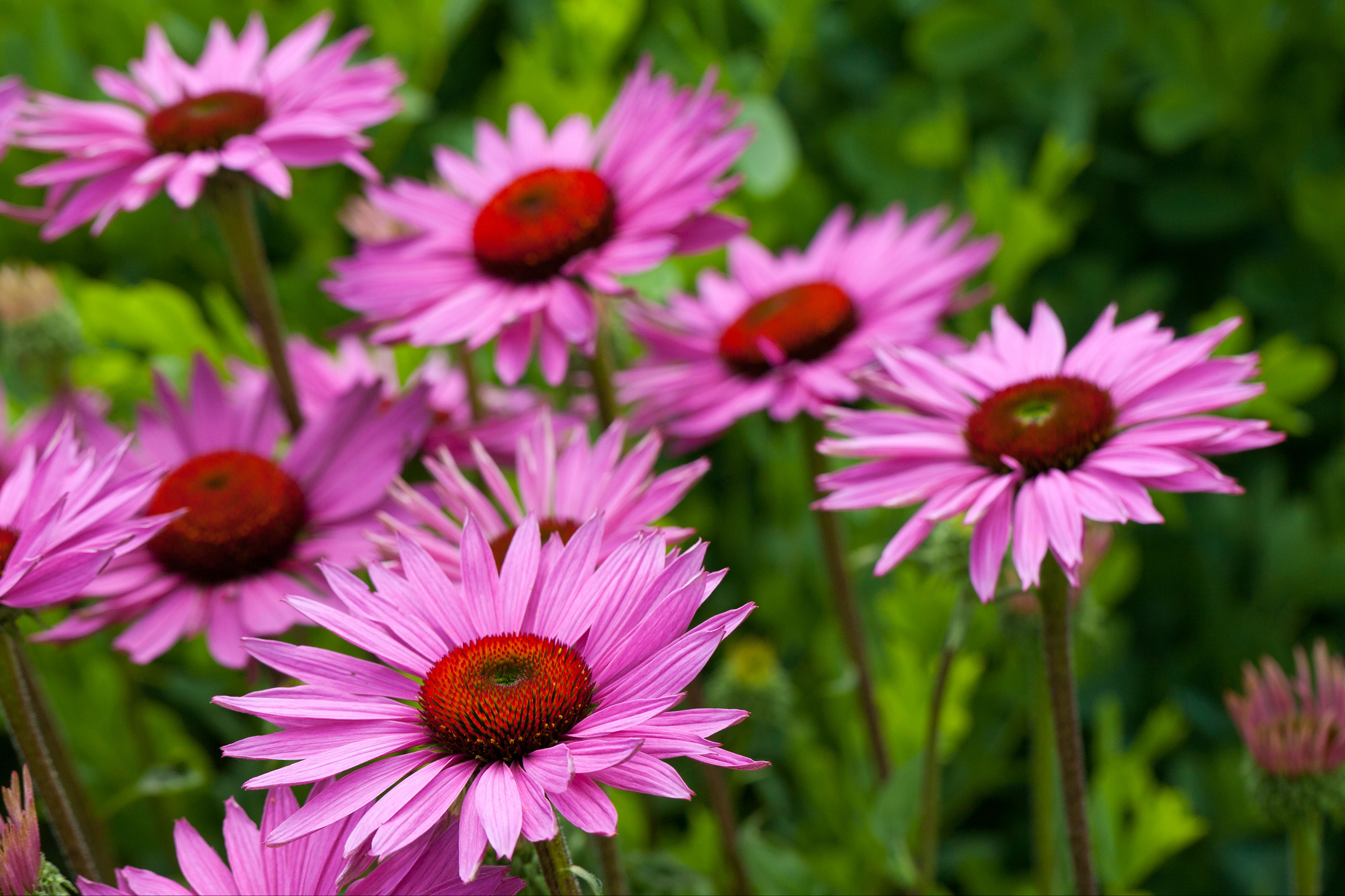 Protect plants in winter: how to care for plants and gardens when  frost hits — and what to avoid