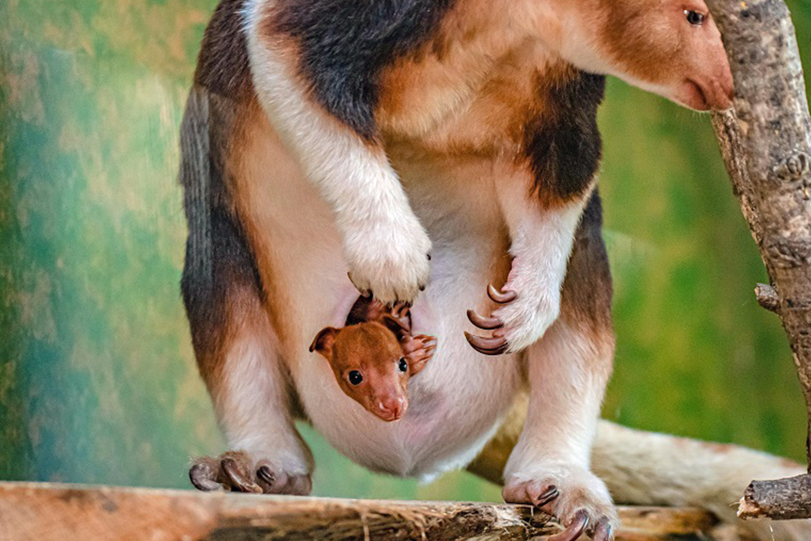 ‘Celebratory moment’ as rare tree kangaroo emerges from mother’s pouch