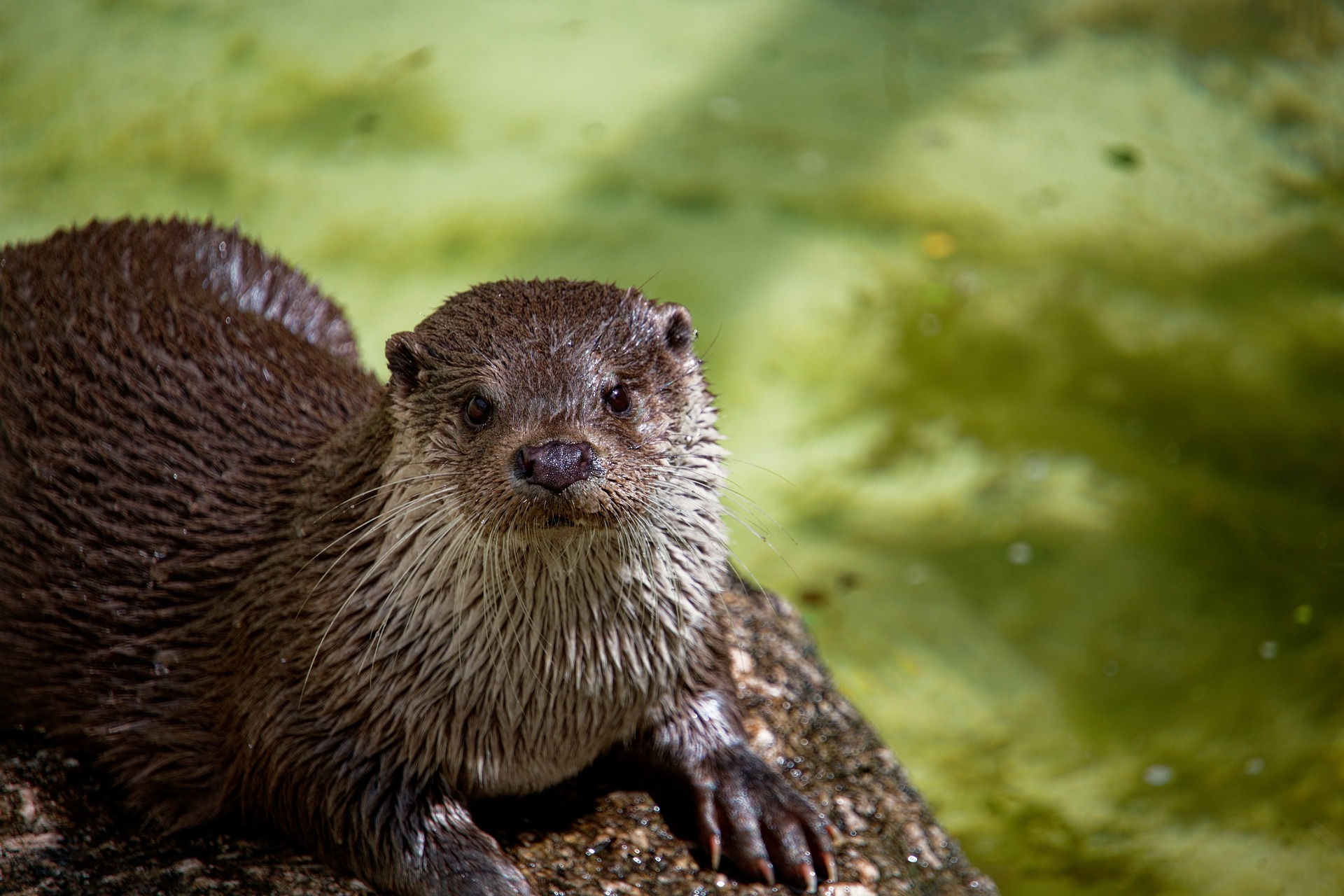 World Otter Day 2023: Cutest pictures from this year’s celebration