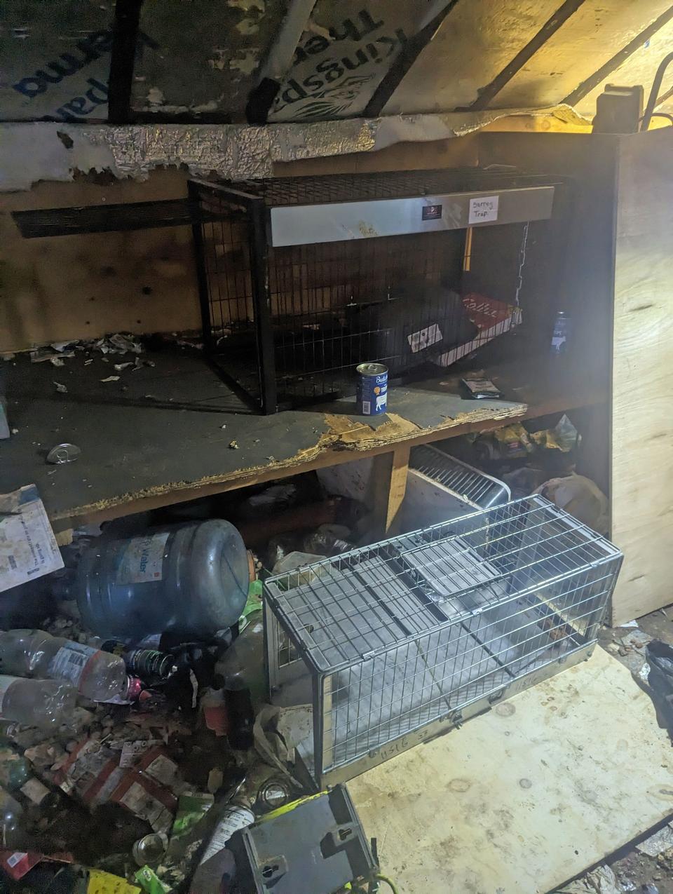 Dogs rescued from Kent home