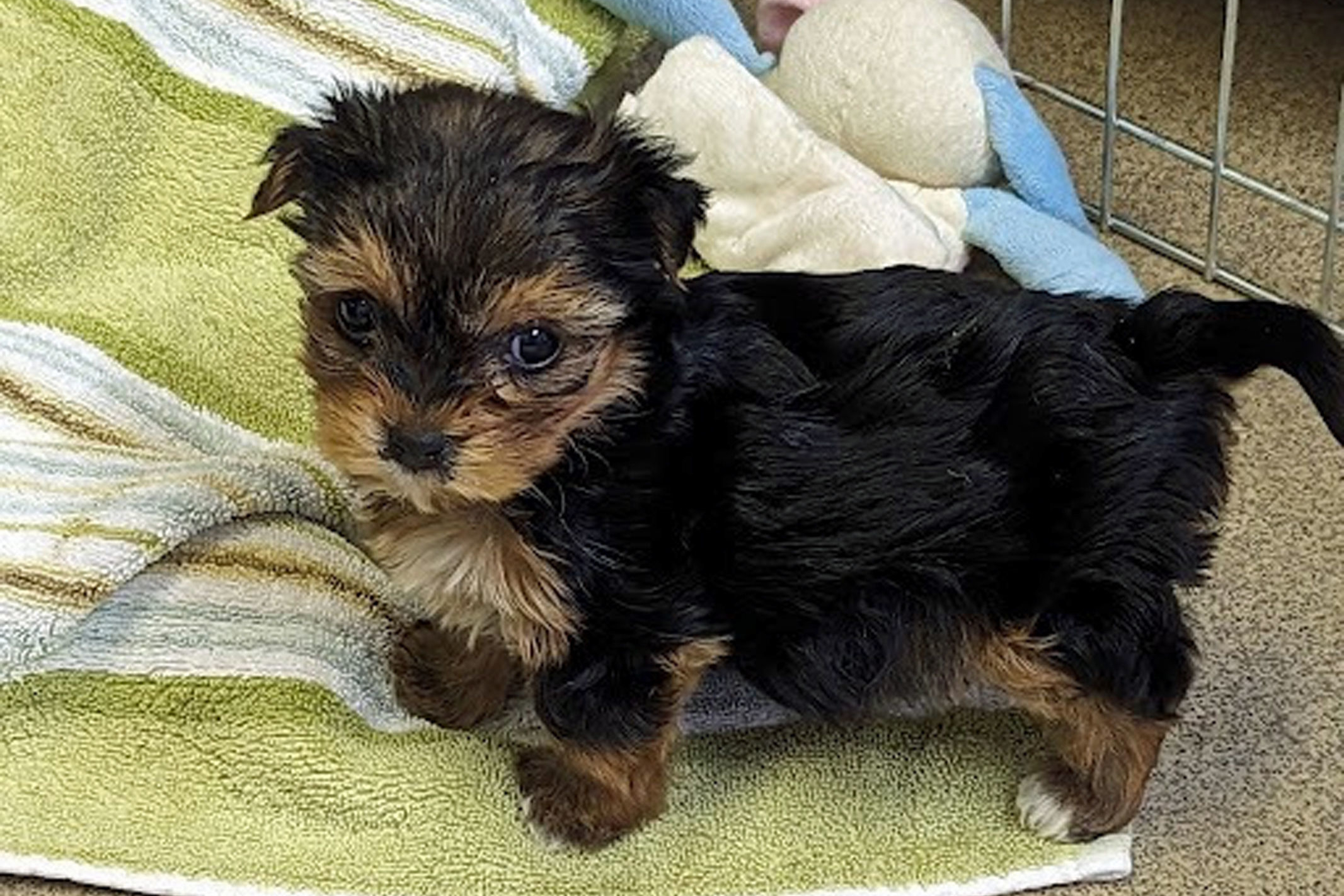 Dogs rescued from Kent home