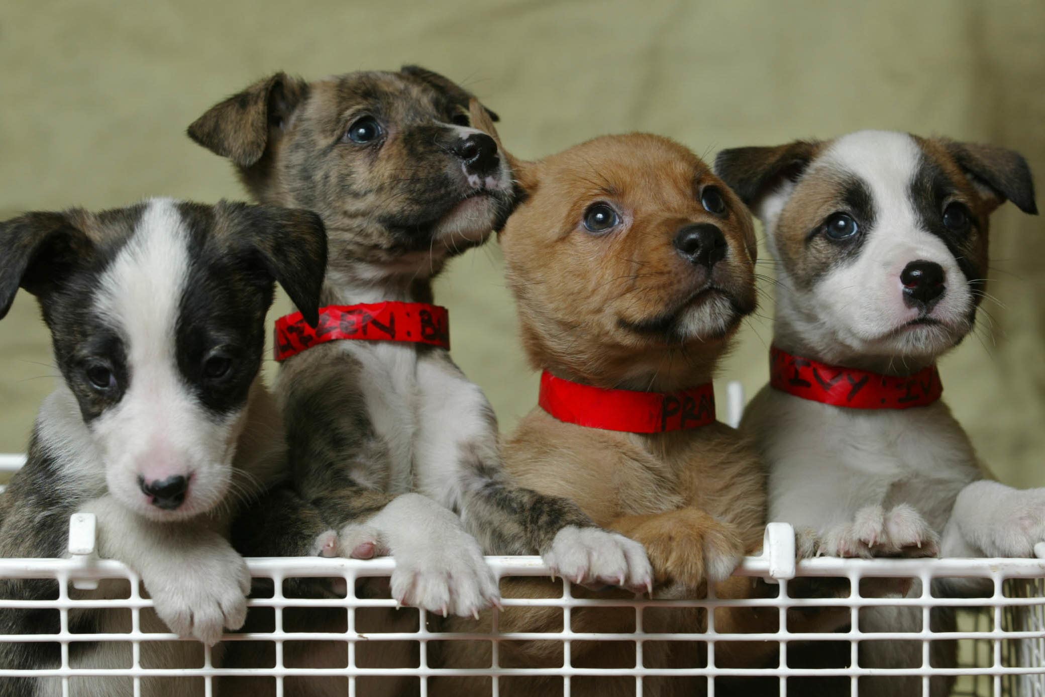 Fresh meat early diet reduces risk of dog digestive issues later in life – study