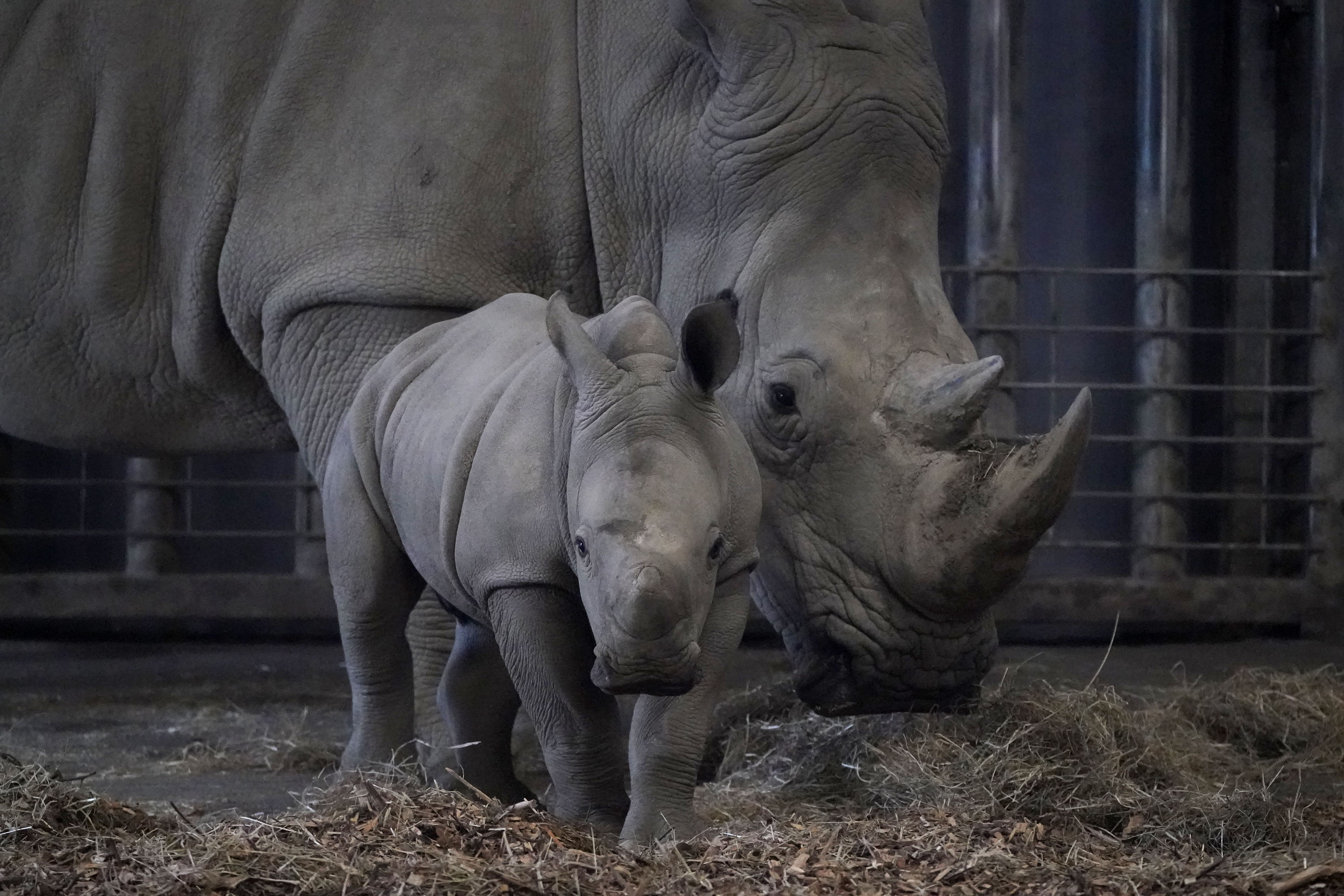 Phase out keeping large animals in zoos, say survey respondents