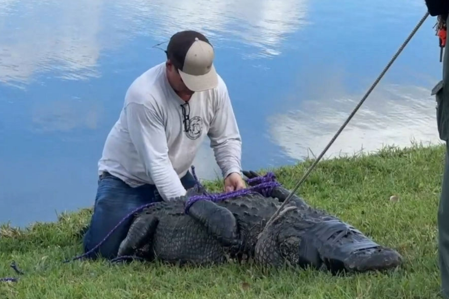 US-ALLIGATOR-ENVIRONMENT