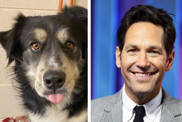 Paul Rudd lookalike dog is adopted after search goes viral