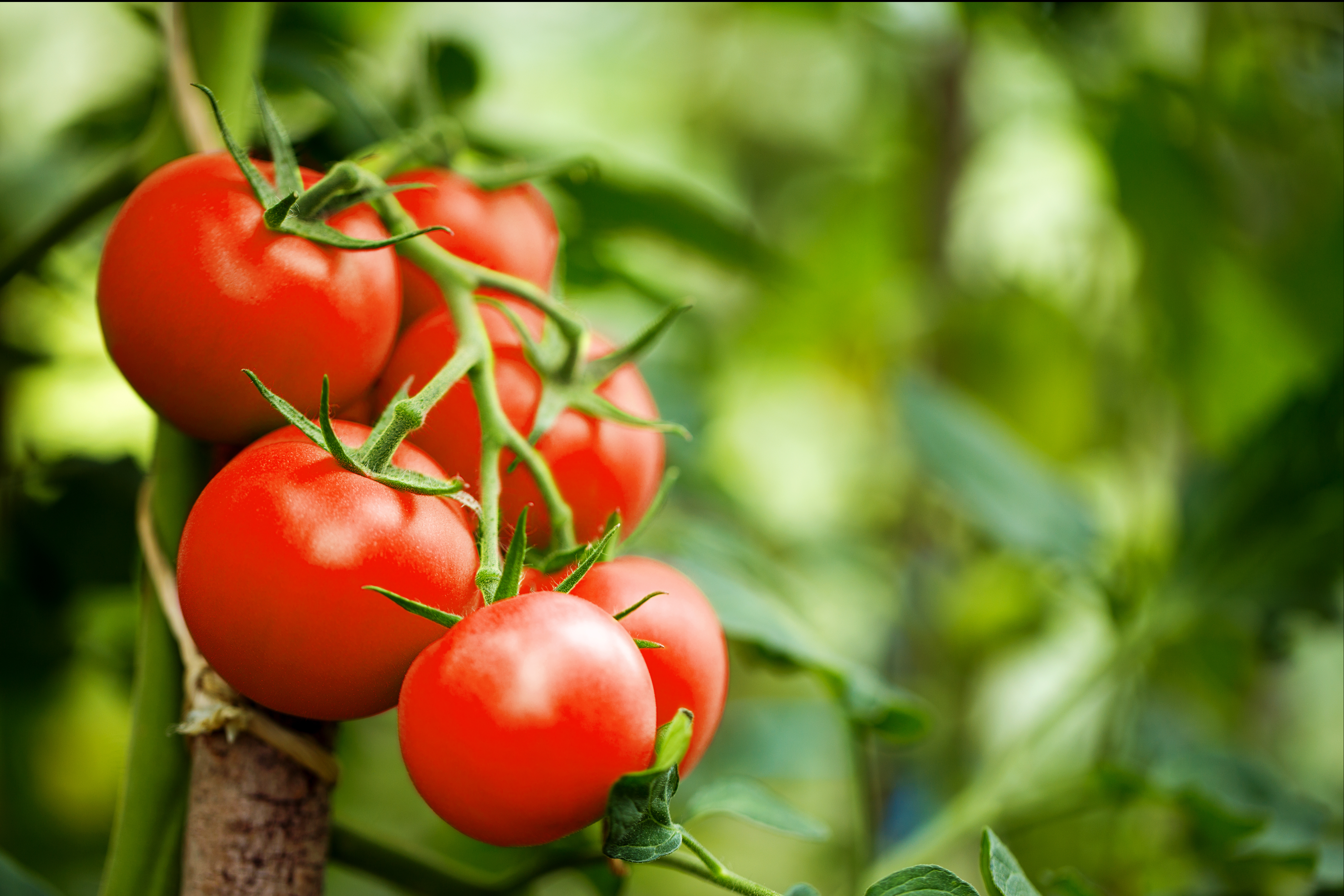 Gardener’s notebook: win friends with (homegrown) salad during fruit and veg supply crisis