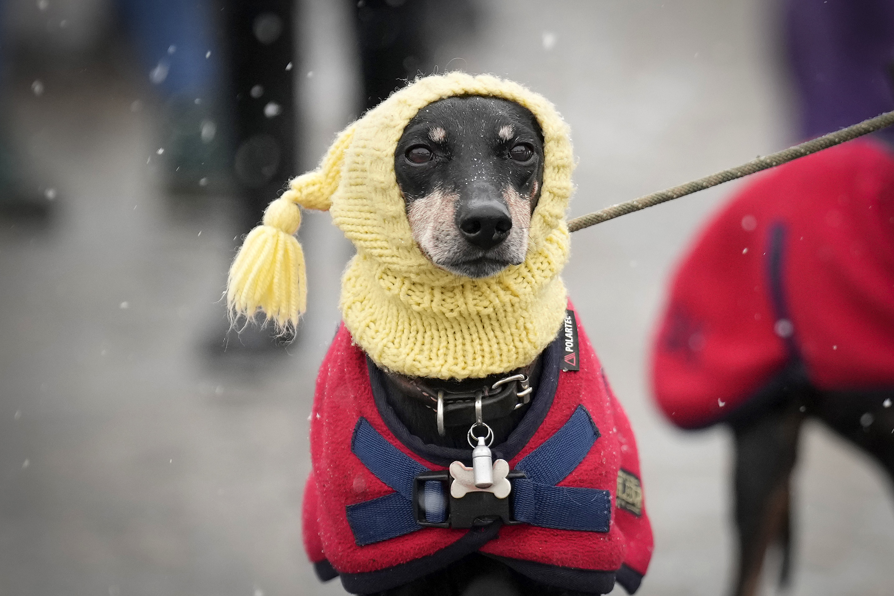 Crufts 2023 - Day One