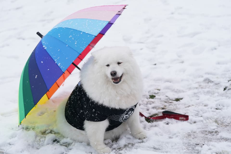 Crufts Dog Show - Day One