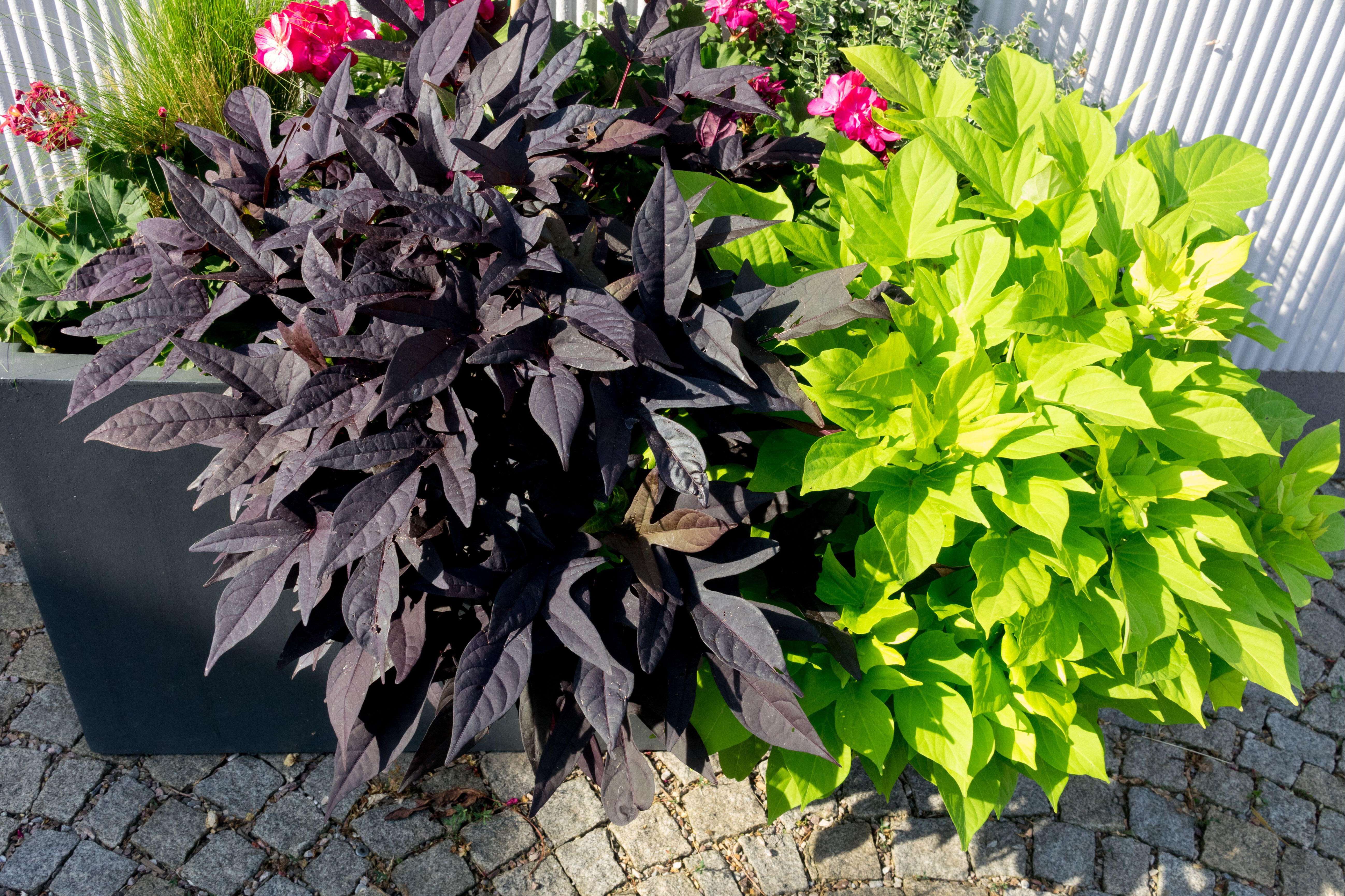 Gardener’s notebook: how to grow cheap houseplants from old root vegetables