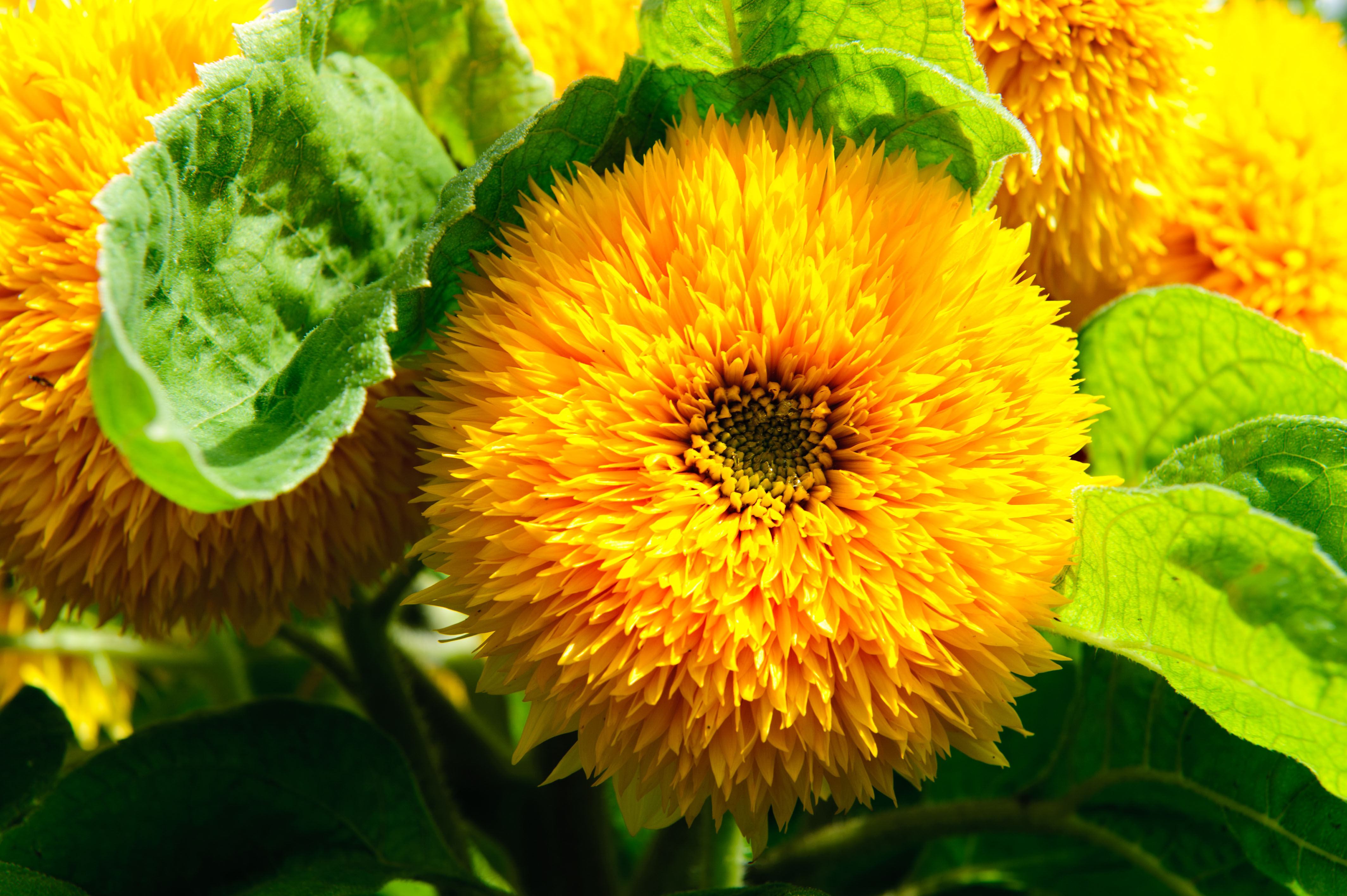Gardener’s notebook: the dos and don’ts of growing flowers and vegetables from seed