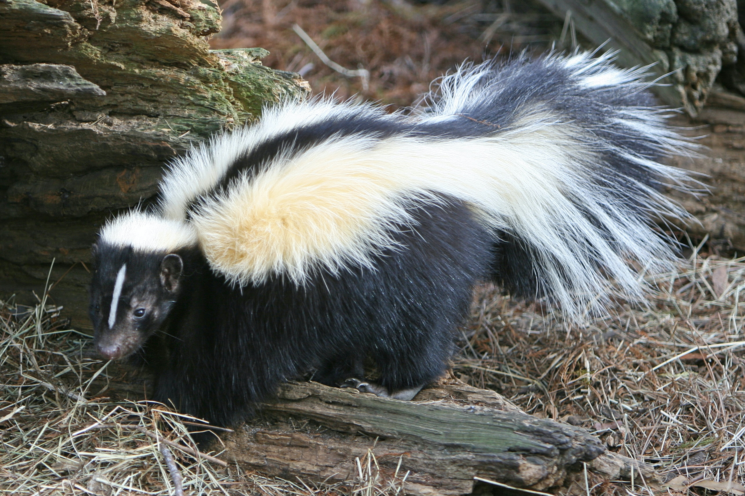 RSPCA investigates reports of a skunk on the loose in Muswell Hill