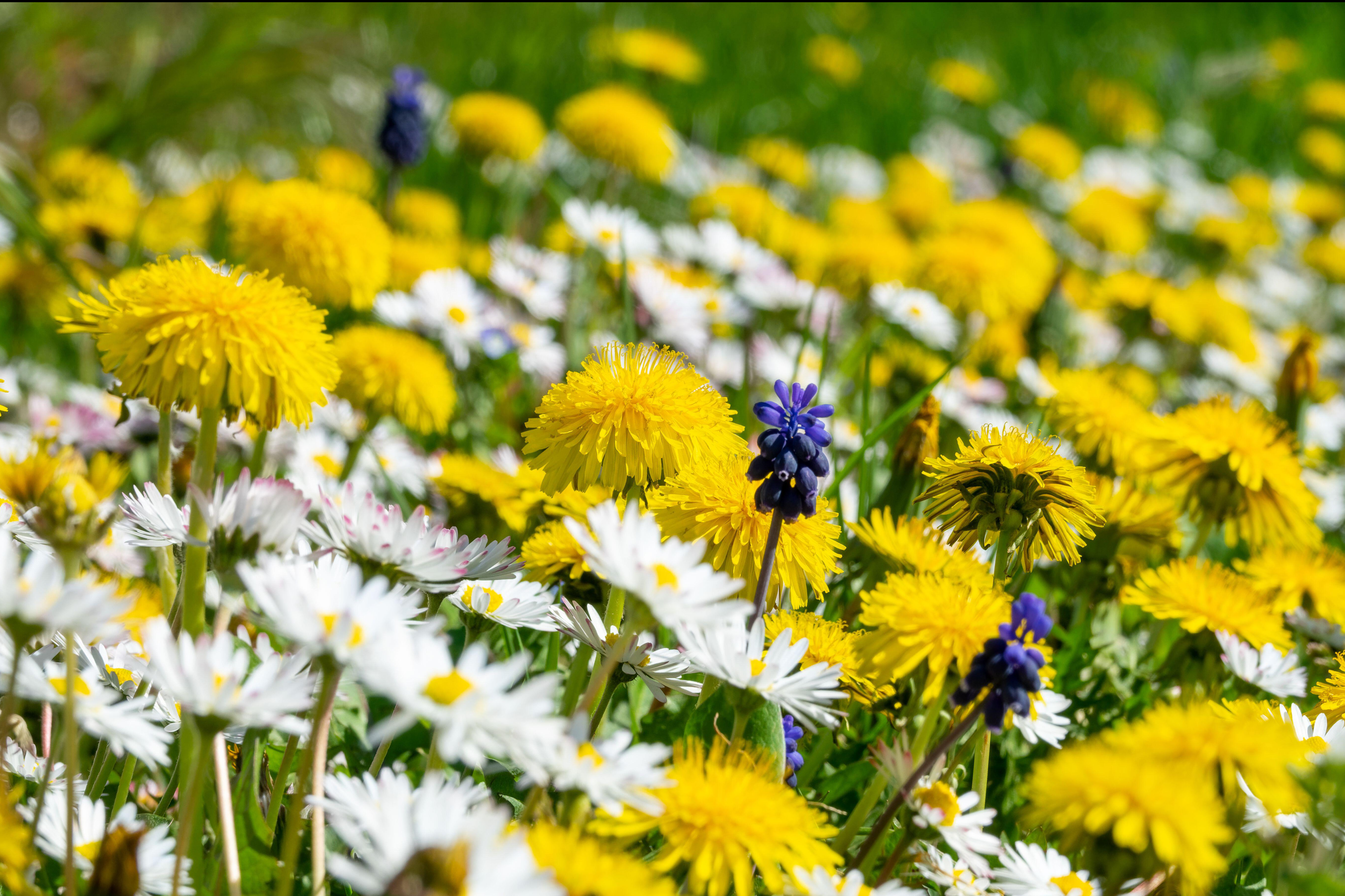 Artificial grass alternatives: low-maintenance, plastic-free lawn ideas that don’t cost the earth