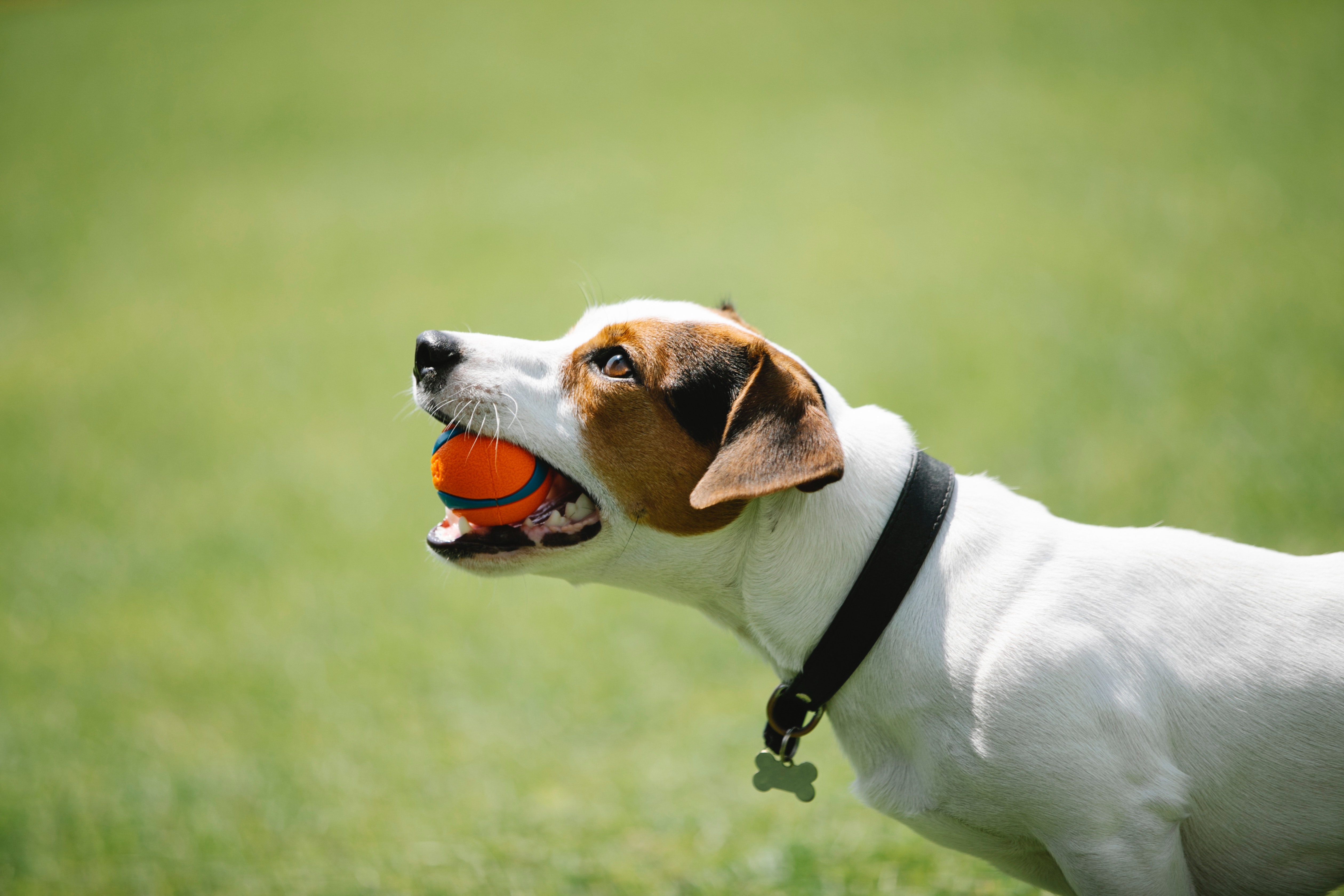 Best indestructible dog toys that are perfect for pups who love to chew
