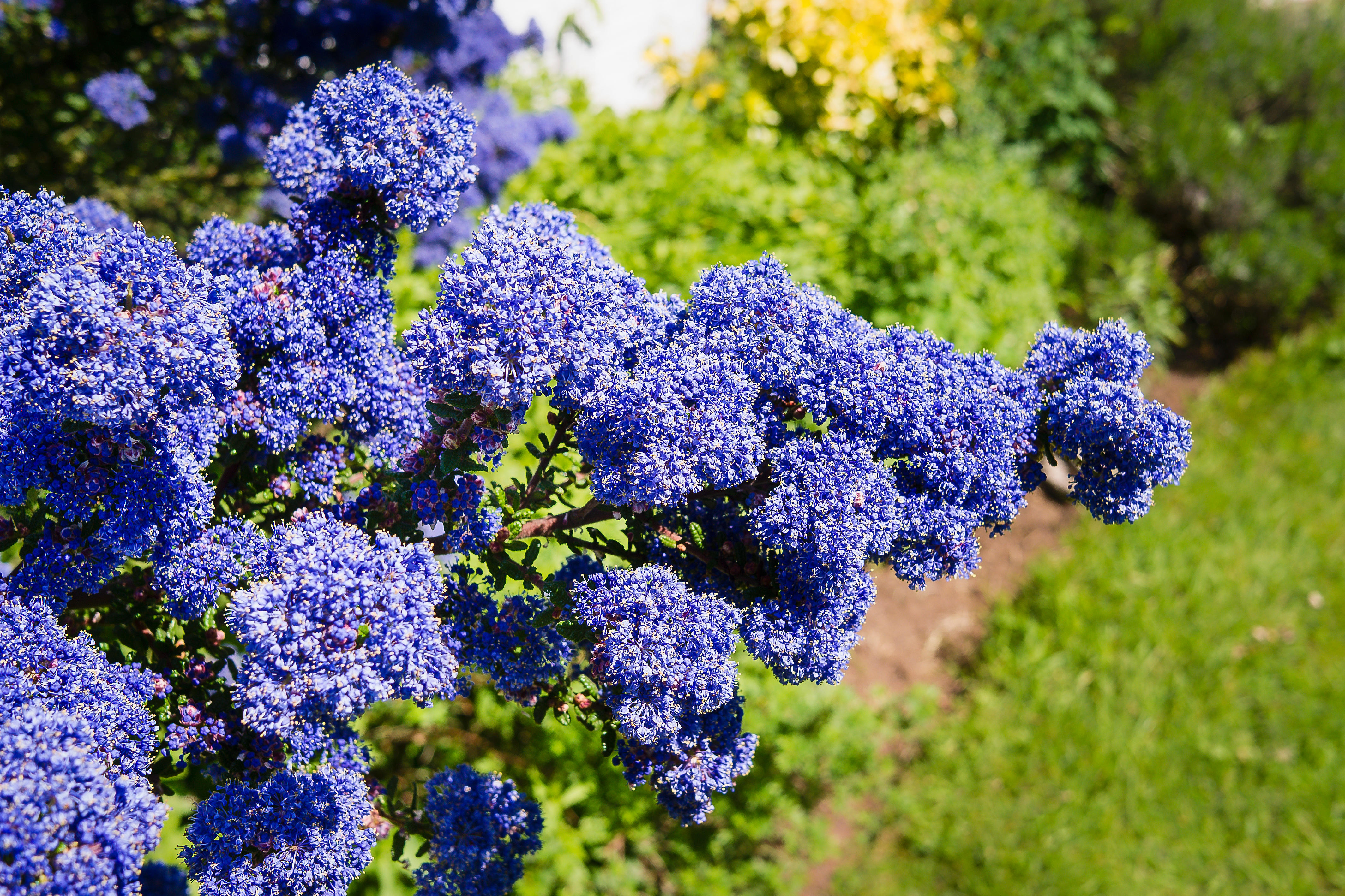 Gardener’s notebook: five flowers and plants found in London — and looking their best at this time of year