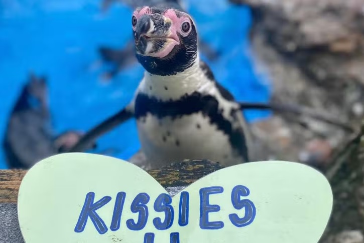 Penguin at Chessington World of Adventures