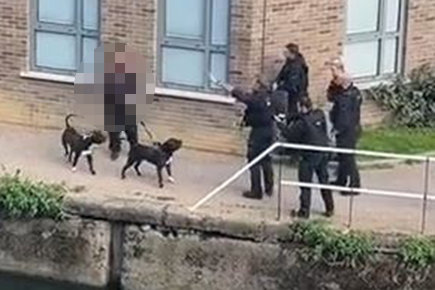 Petition over Met’s ‘barbaric’ shooting of dogs hits 100k