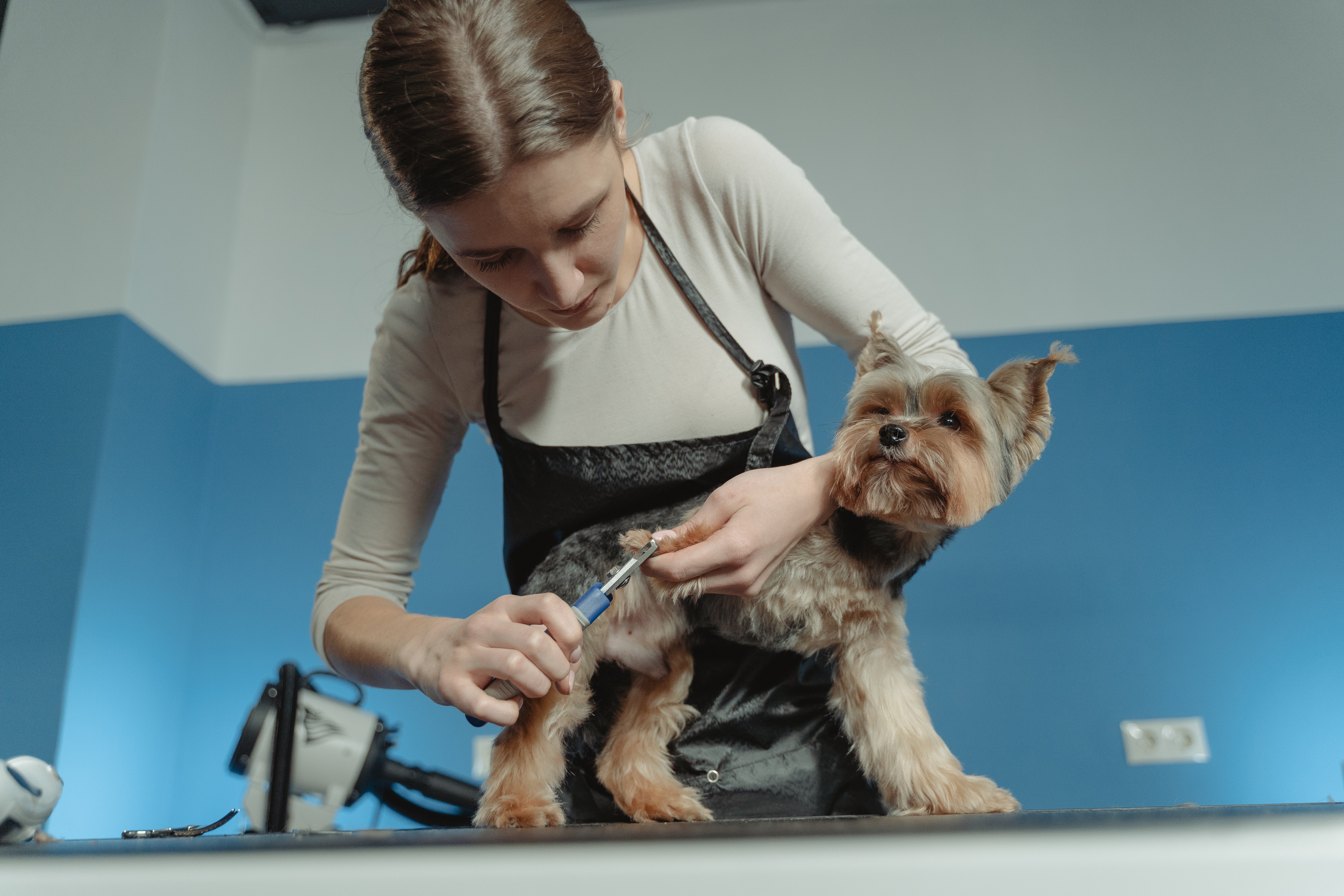 Best dog grooming clippers to give your pup a trim at home