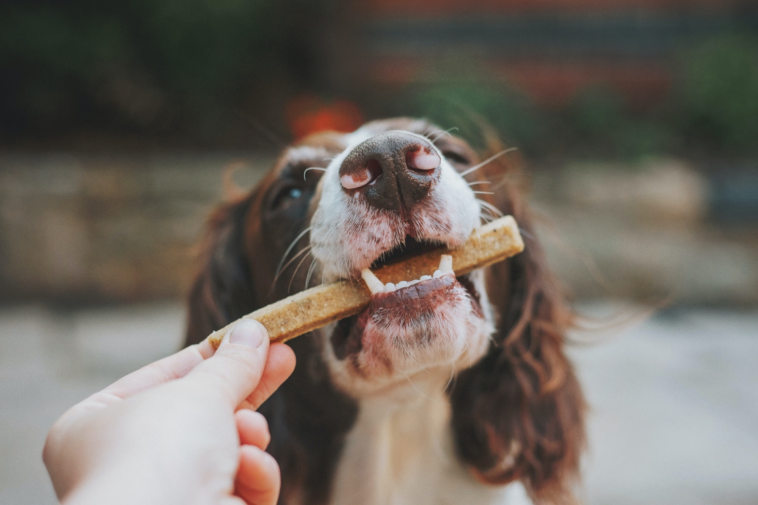 Best dog food for allergies to keep your furry friend happy and healthy