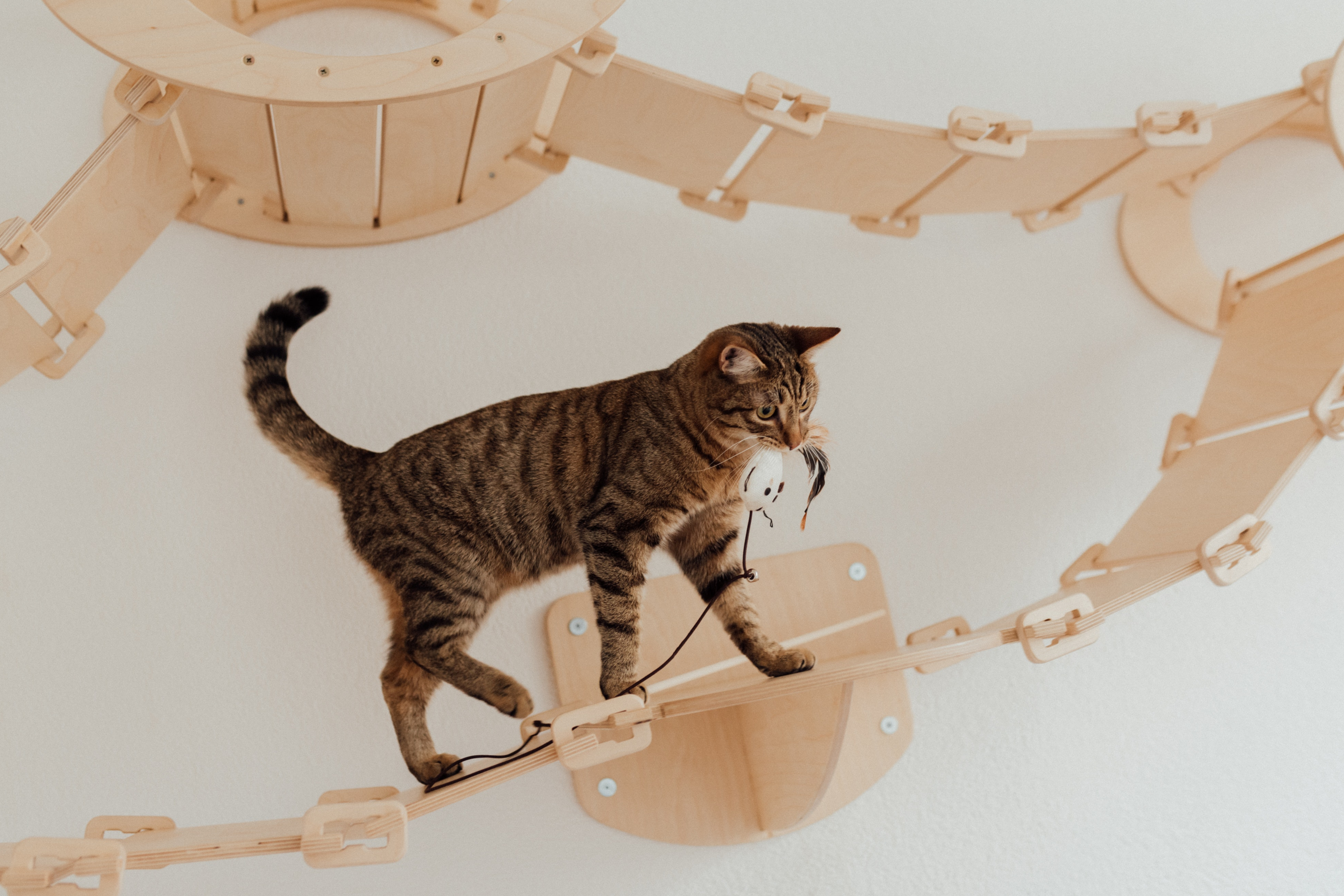 Best unique cat toys to keep your feline friend entertained