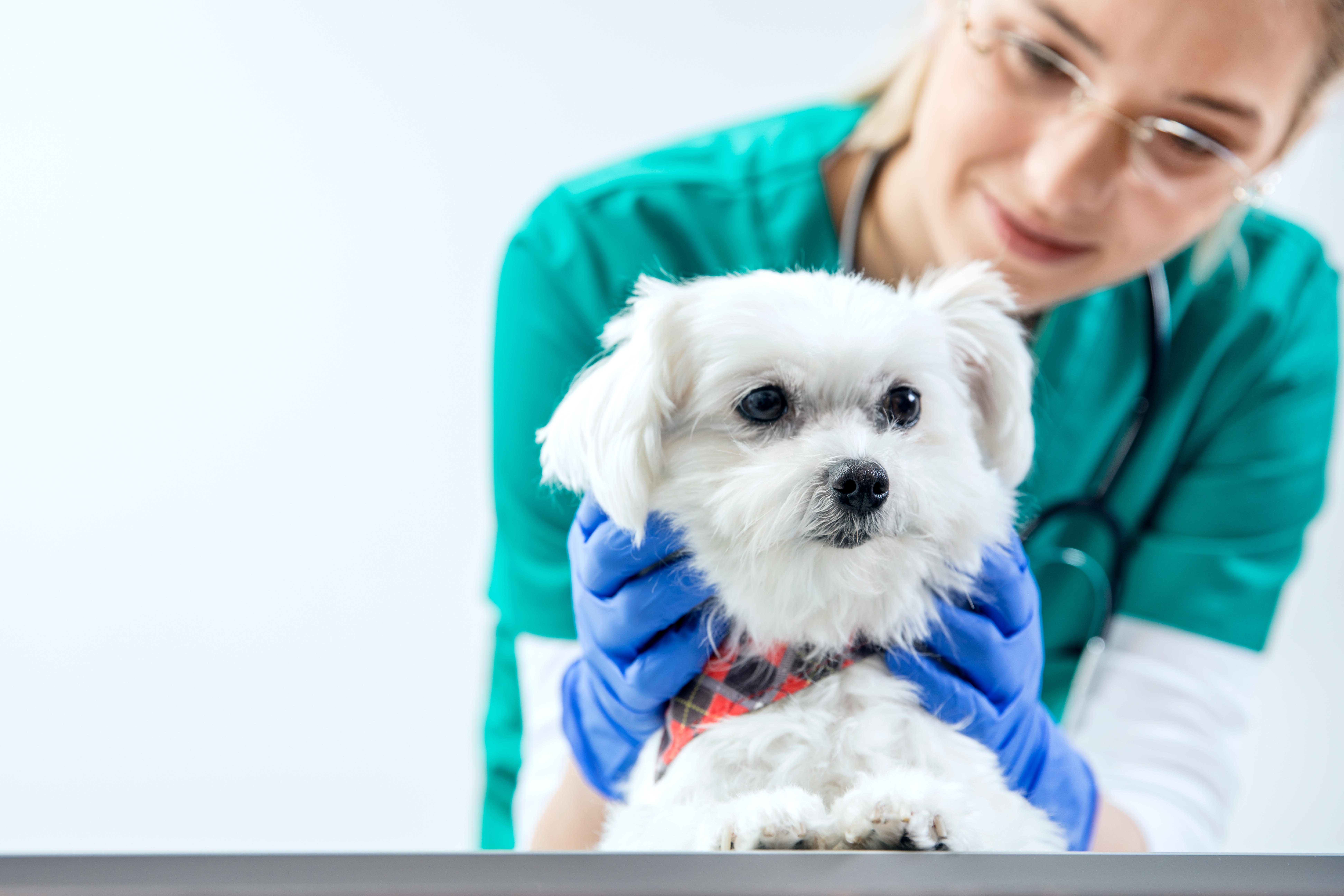 Dog is examined by a female vet