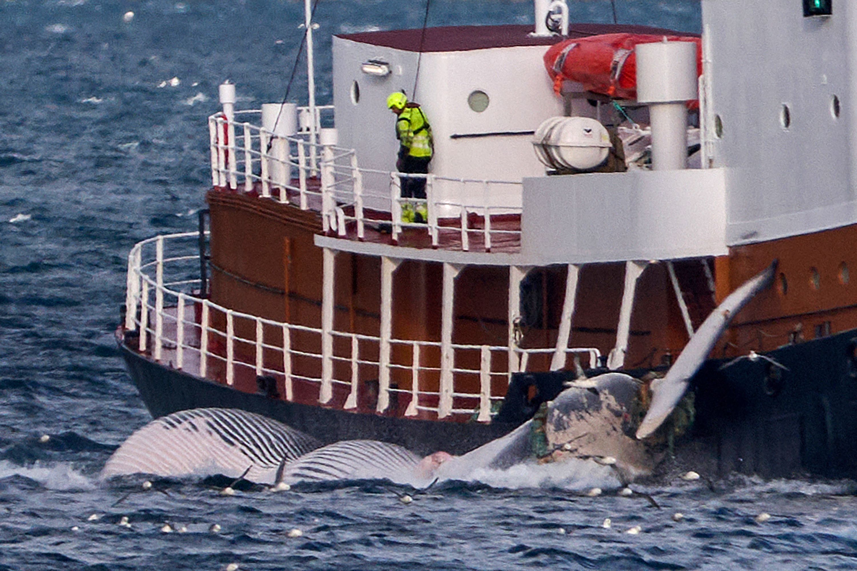 FILES-ICELAND-FISHING-ANIMALS-WHALES