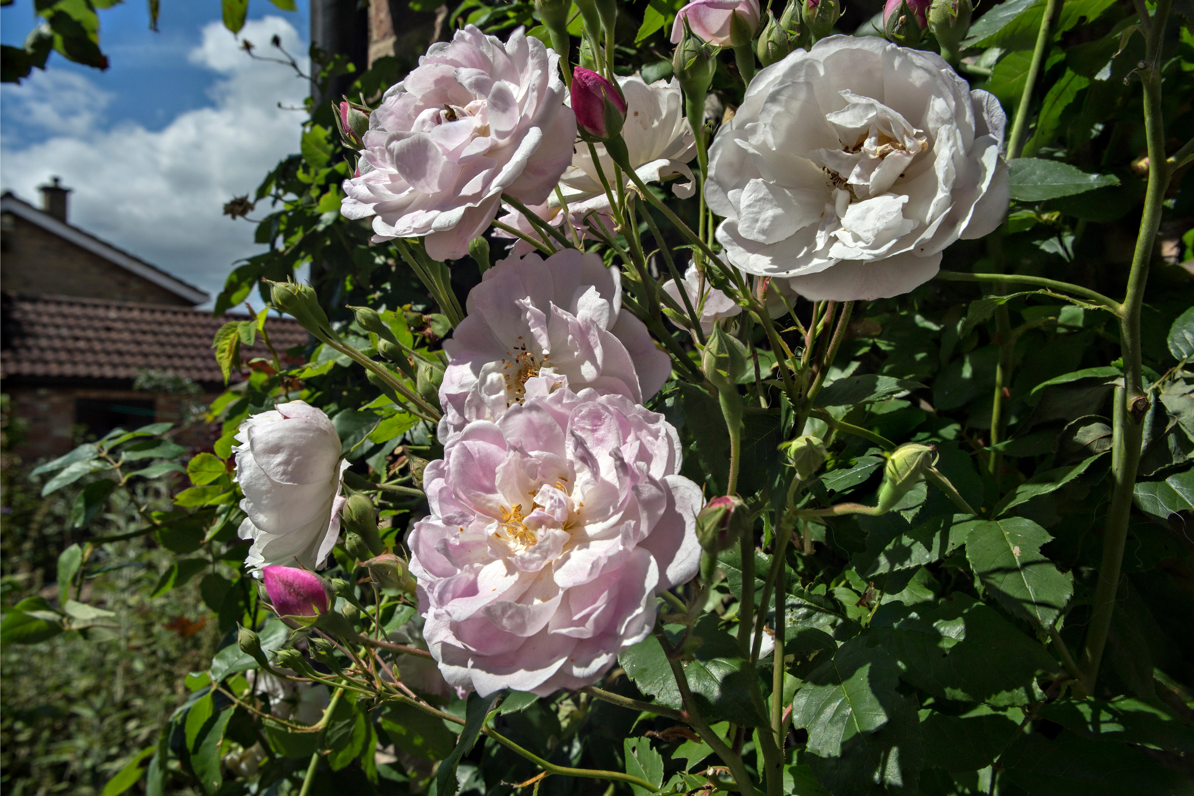 Mulch, water well and prune with wild abandon: a Chelsea medallist reveals her ultimate tips for roses