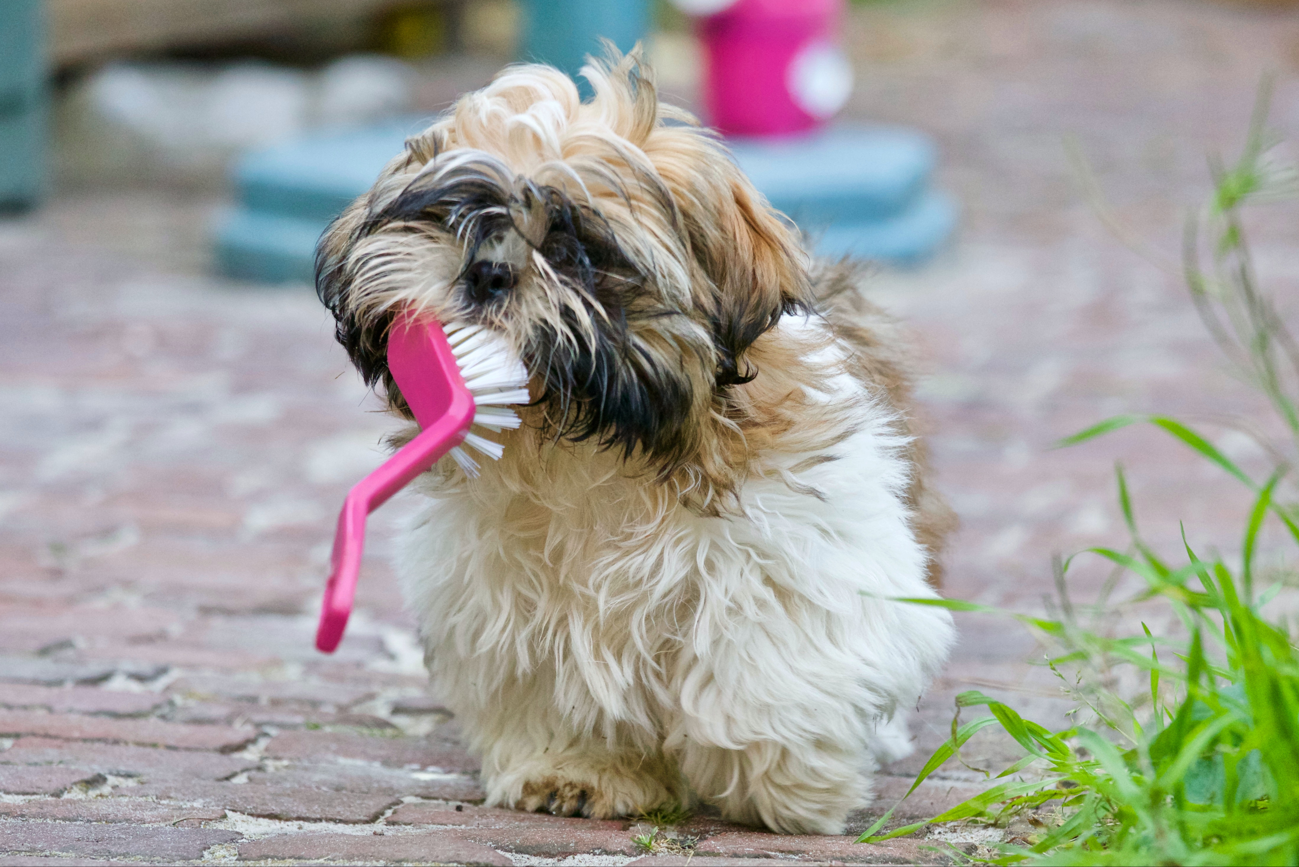 Best dog toothpastes to keep those canines clean and prevent dental problems