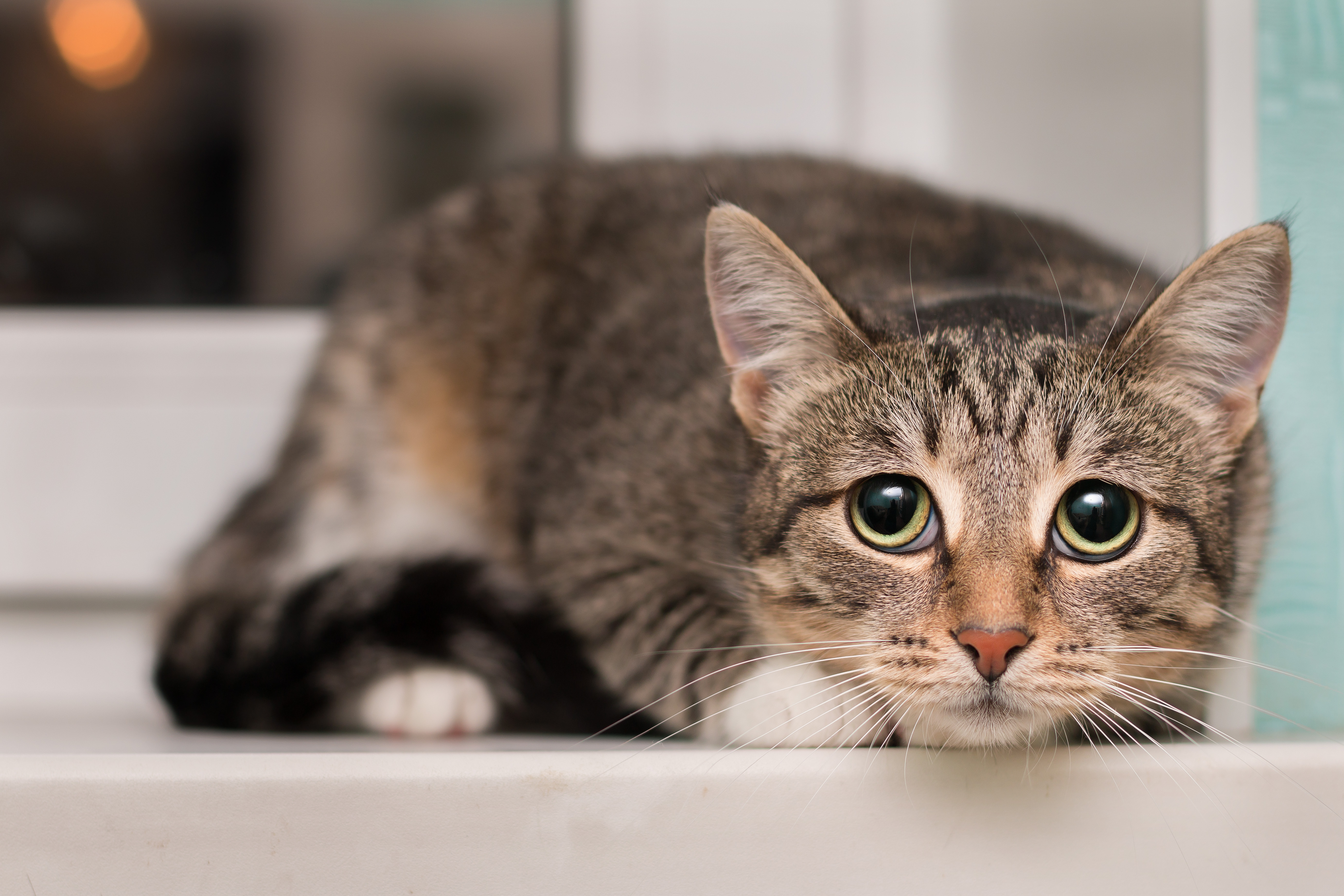 The,Frightened,Tabby,Cat,Shrank,At,The,Window.,Her,Eyes