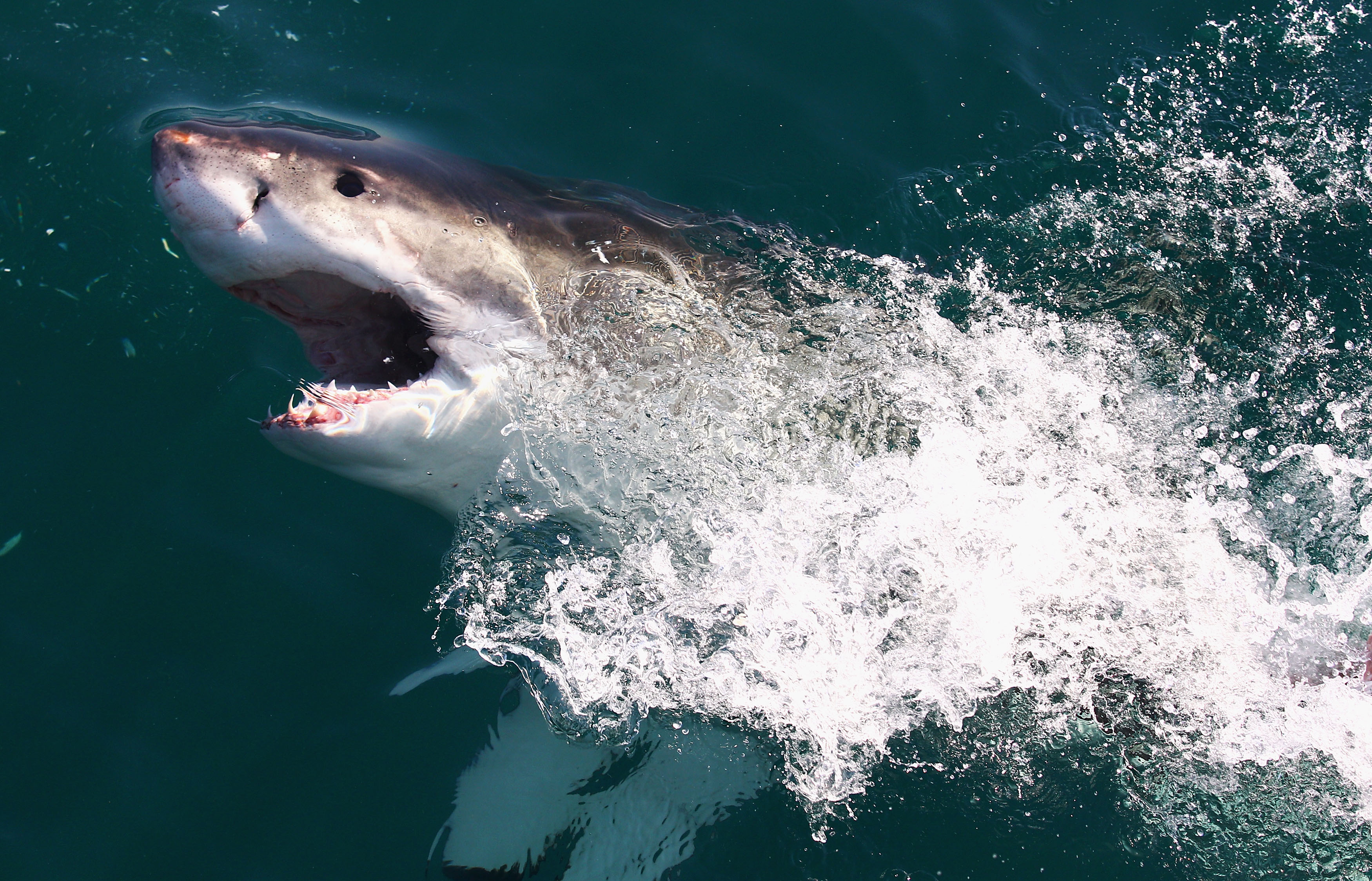 Great White Shark