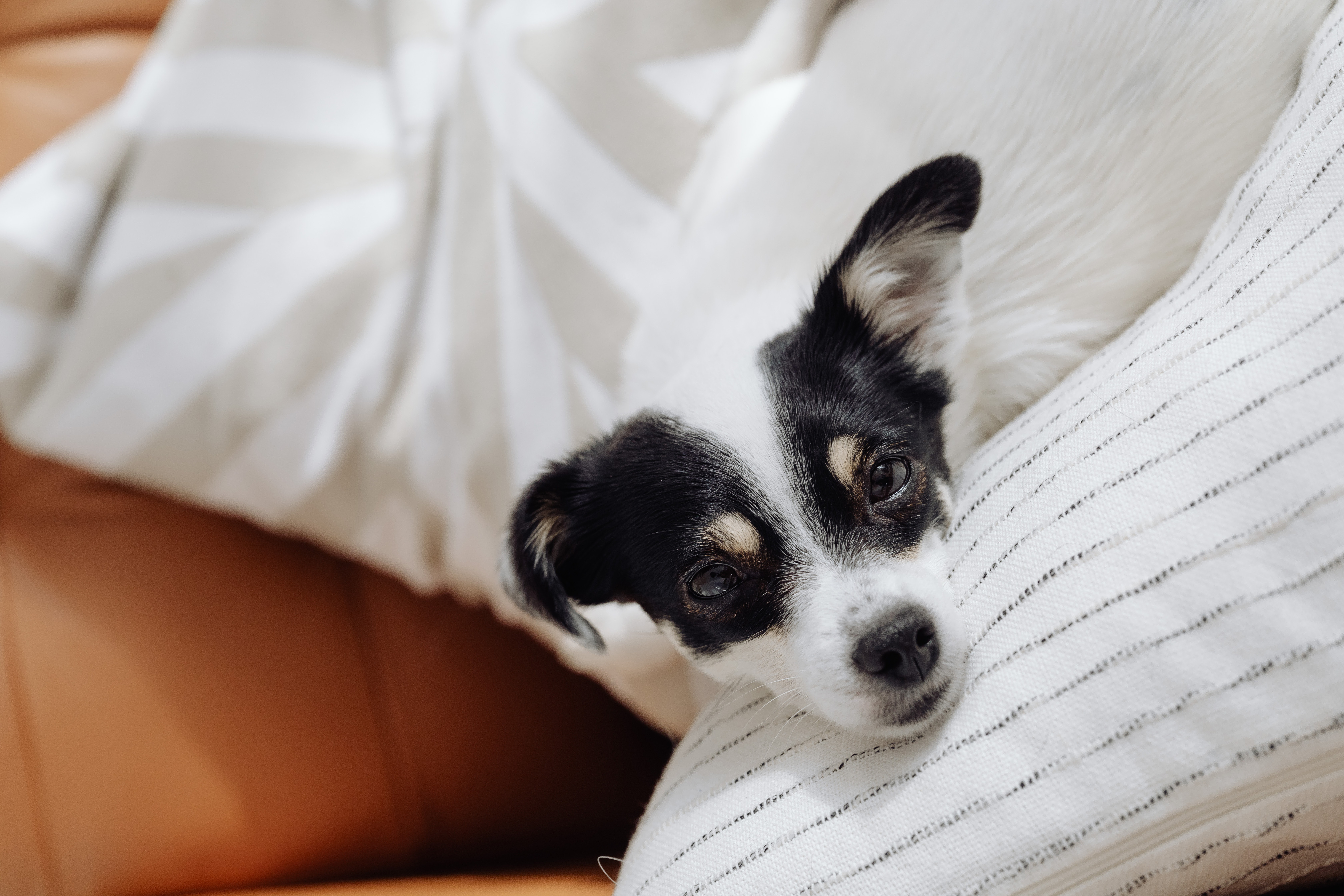 Best anti-anxiety dog beds to help calm nervous pups