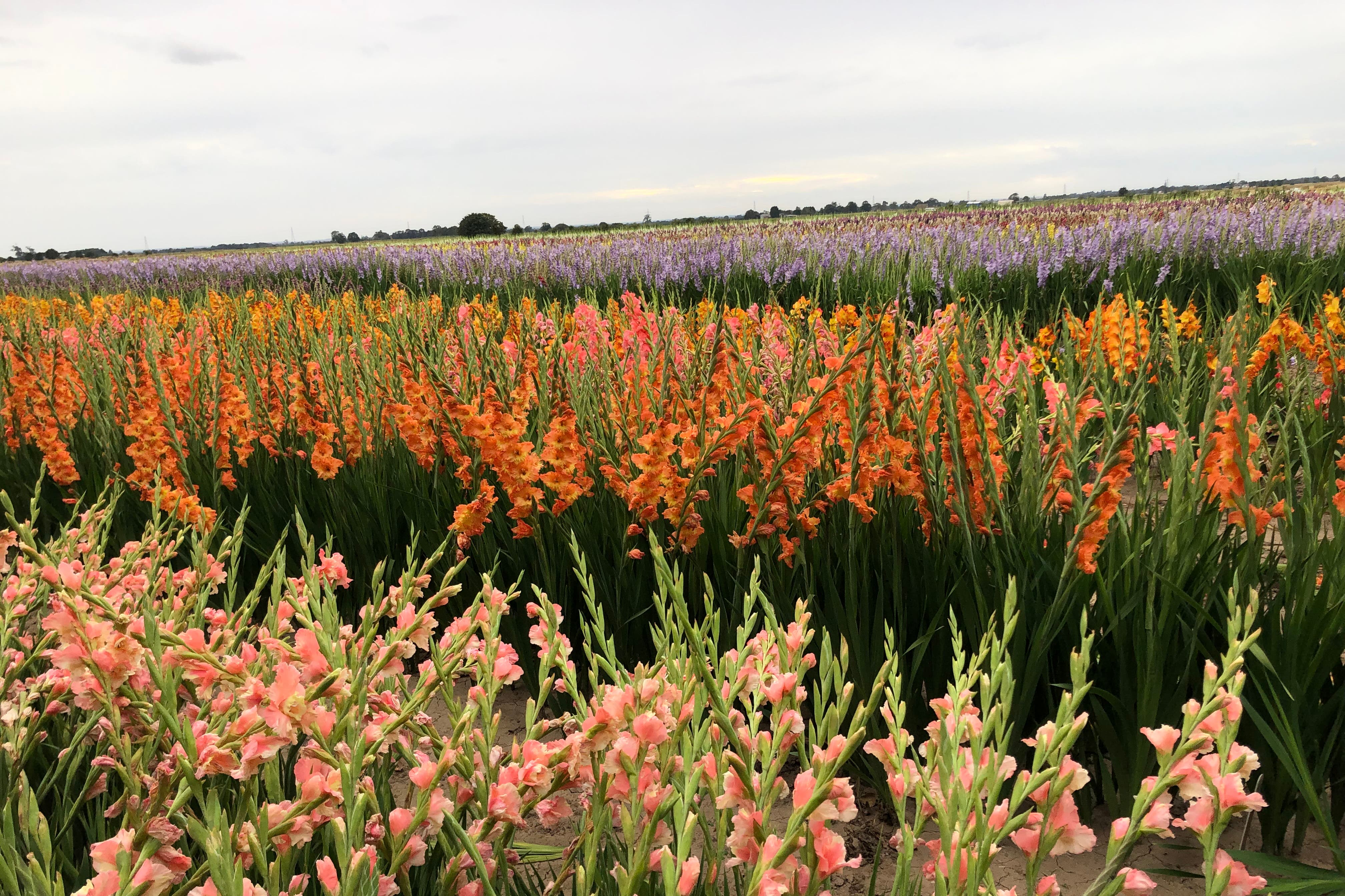 Gladioli demand surges as shoppers seek ‘affordable bouquets’