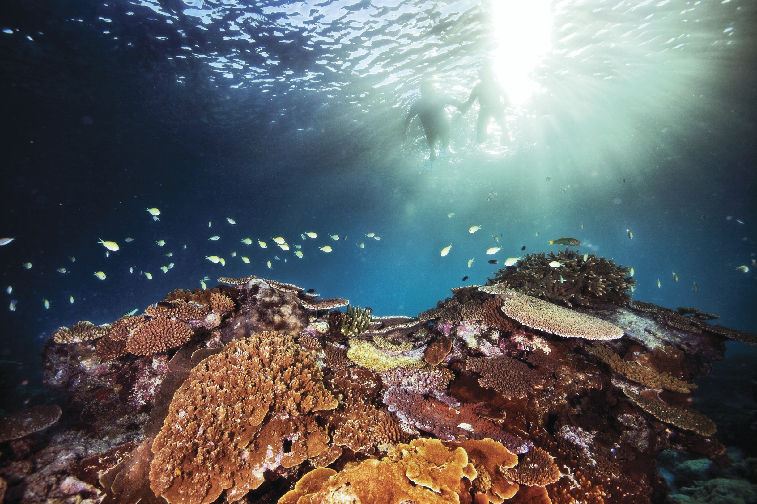 The Great Barrier Reef is far from dead — how you can help it thrive