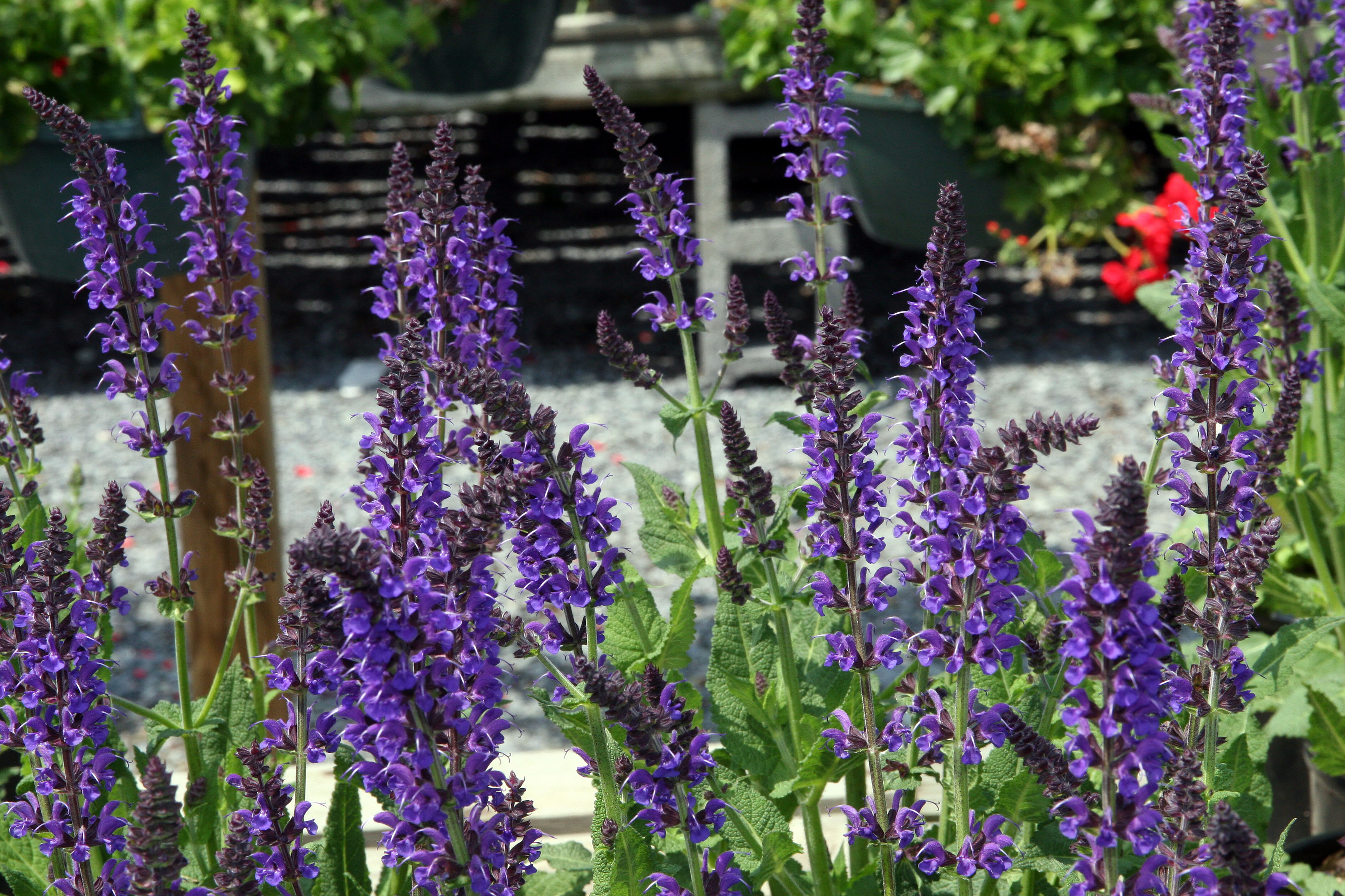 Gardener’s notebook: ‘why no London garden should be without the summer show-stopper Salvia’