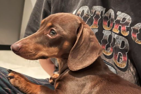 Twiglet the dachshund has been returned home 