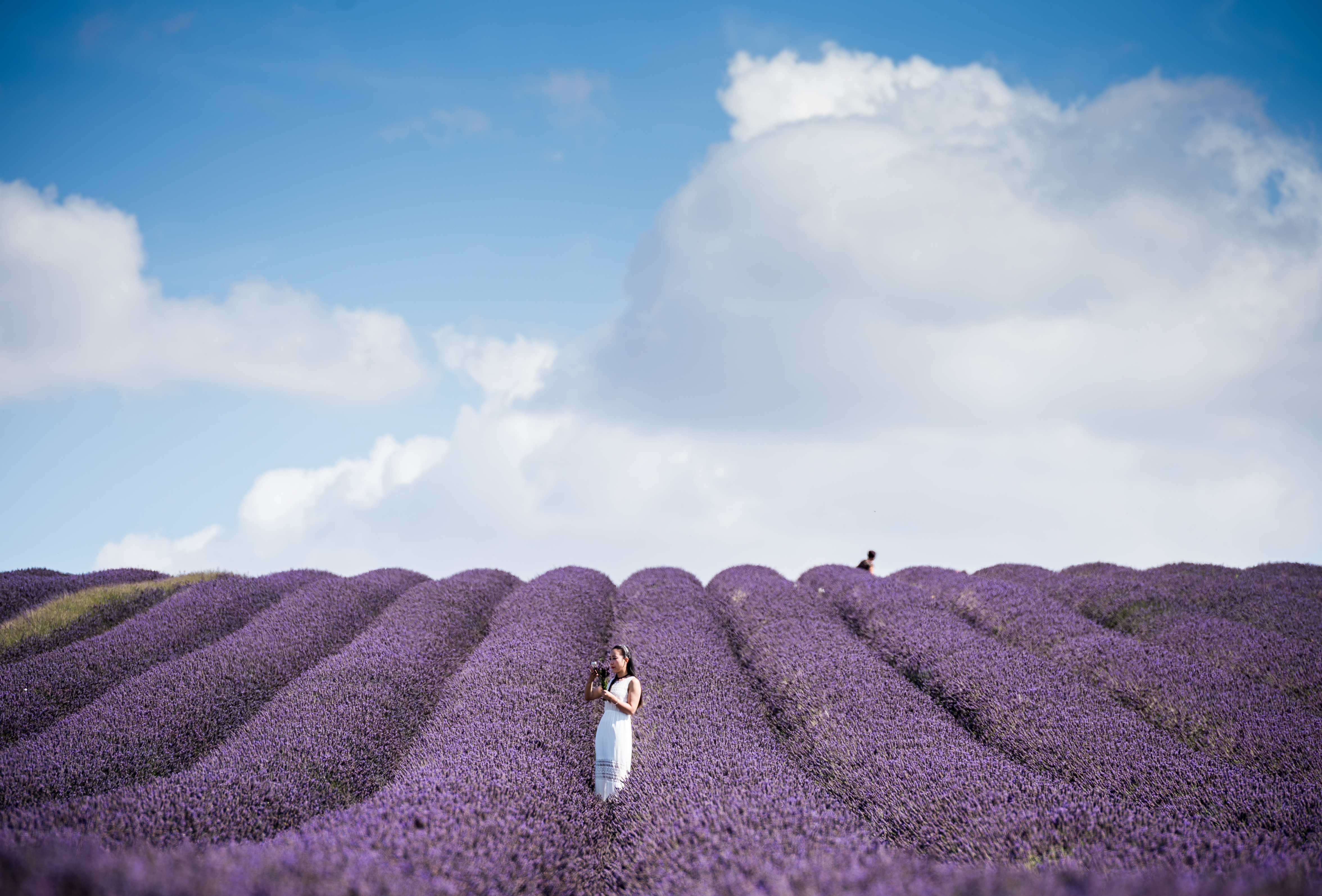 Gardener’s notebook: lavender farms to visit near London — and how to dry your own at home